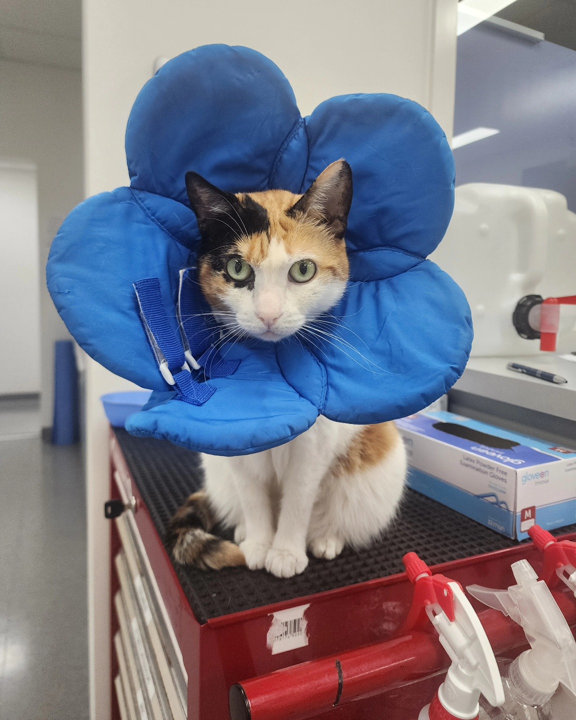 We need your support! 🐾💜
We're thrilled to be nominated for the Local Business Awards. So if you love what we do, please take a moment to vote for us and help us reach the finals.
Your support means the world to our team and the pets we care for every day. Voting is quick and easy - just click the link below!
https://thebusinessawards.com.au/34905/hills-district-veterinary-hospital/vote
Thank you for being part of our clinic family 🐶🐱🐾
P.S. This photo shows that even clinic cats have to wear the cone (flower) of shame occassionally...