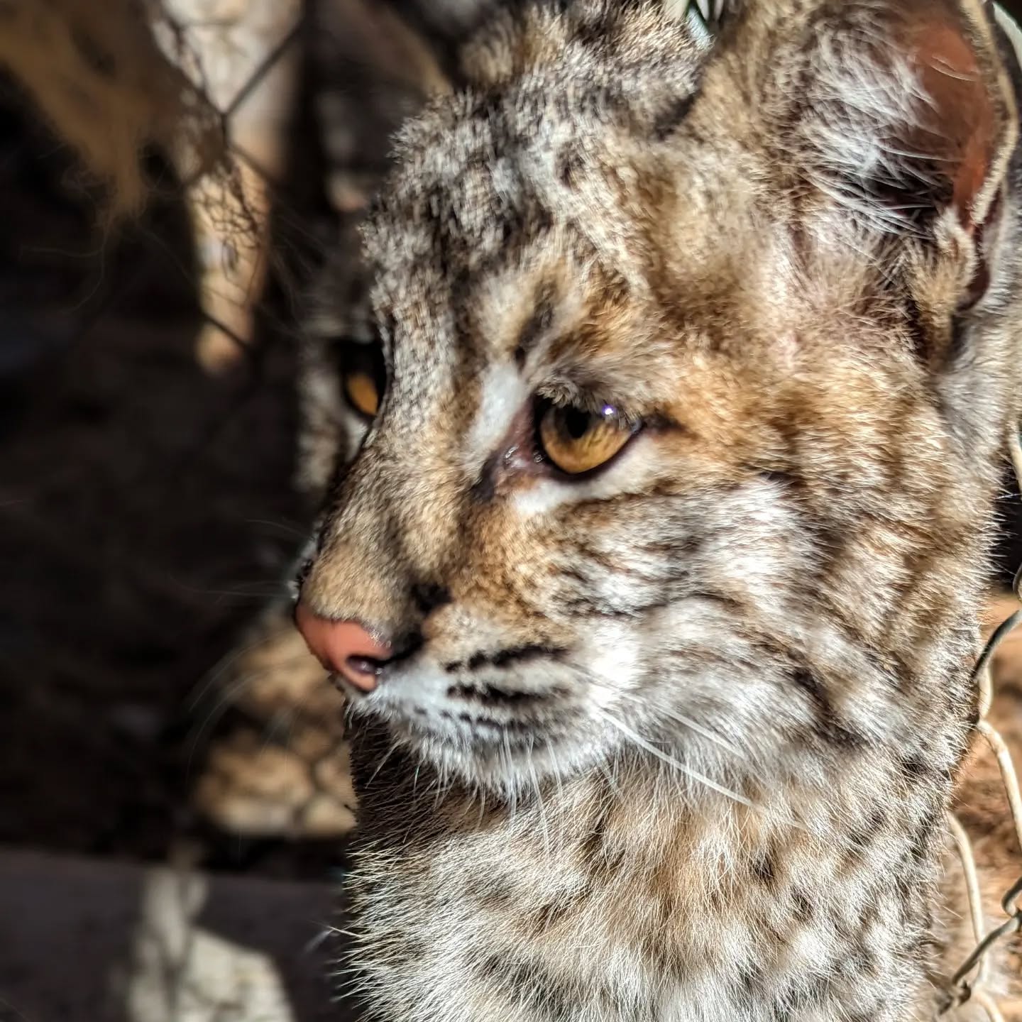 We love everything about this sweet face! #rmwpark #bobcatkitten #bobcat #lynxrufus #Hunterthebobcat