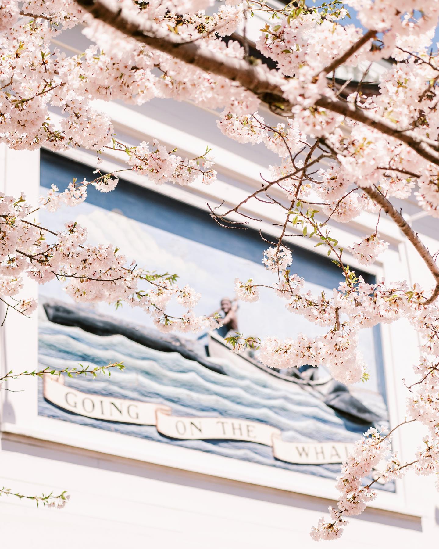 Brace yourselves for ALL the flowers. 🌿🌸 Spring is here on Nantucket!
🌊 #seaworthynantucket #nantucket #capeology #ackhistory #cherrytree #appletree #newenglandigers #capeology #capecodphotography #nantucketphotos