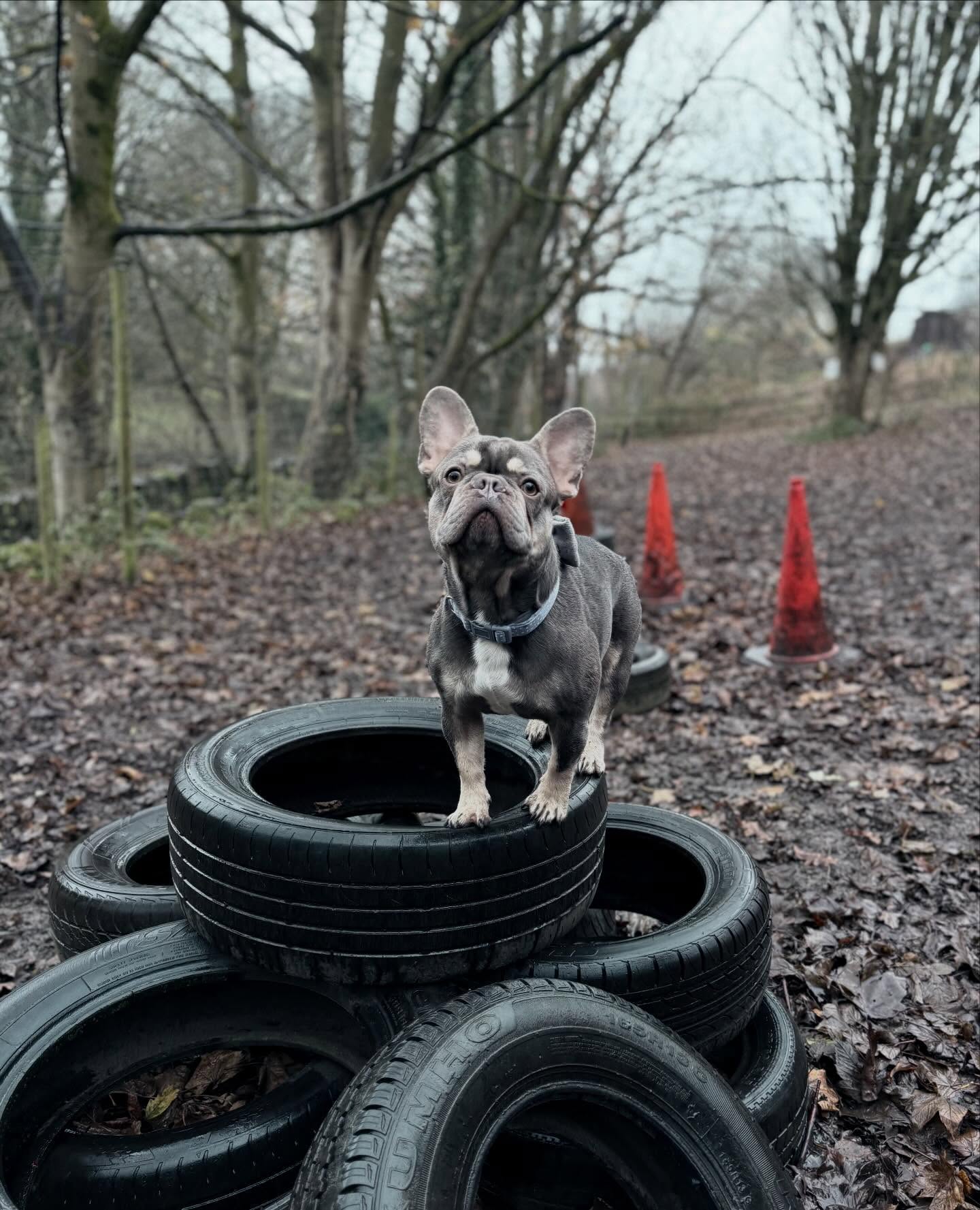 Play • Explore • Wag • Repeat 🐾
✅ Book your private session now!