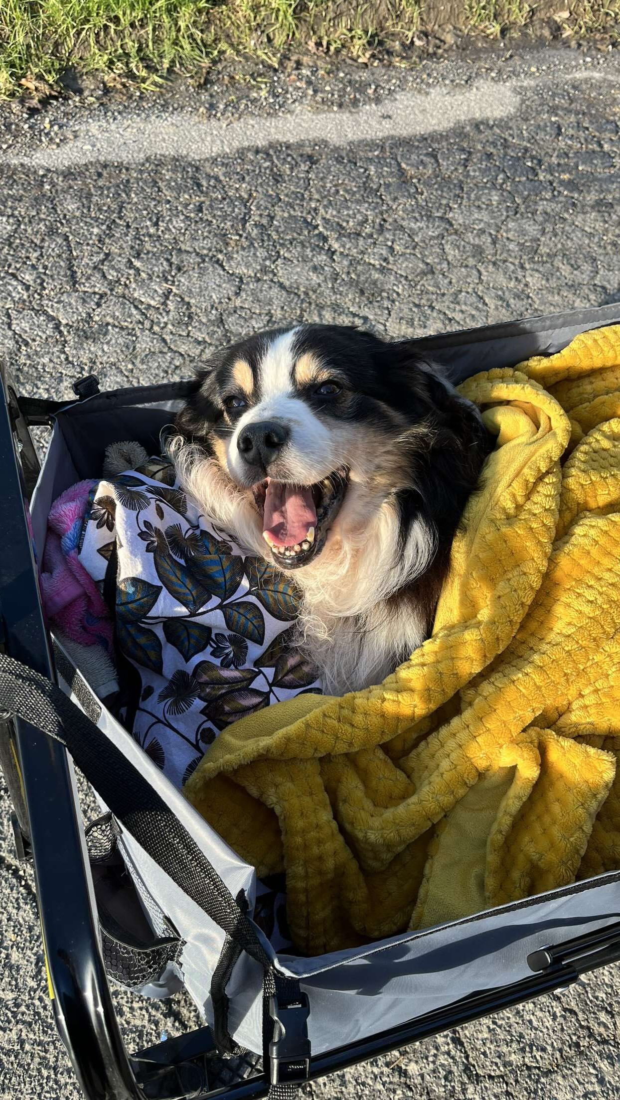 3 ans ✨🪽 - NONO, mon âme-sœur
Ce n’est pas un anniversaire,
c’est une date du cœur,
celle où ton absence se rappelle à moi un peu plus fort. ✨
Vous ne pouvez pas imaginer à quel point ce réel a été difficile à faire… 😔
En 40 secondes, j’ai essayé de mettre des mots sur ce que j’avais à dire à Nono, en public 🤍
J’avais besoin de faire cette vidéo pour lui, une fois encore, pour lui rendre hommage.
J’ai encore tant de choses à lui dire…
Mais je sais qu’il sait ce que je ressens.
Malgré les années qui passent, rien ne s’efface vraiment.
L’amour reste, la douleur aussi parfois, mais toujours avec autant de tendresse.
Je t’aime mon Nono, tu me manques terriblement, c’est toujours un déchirement 🌟
#deuil #deuilanimal #deuilchien #triste #dog