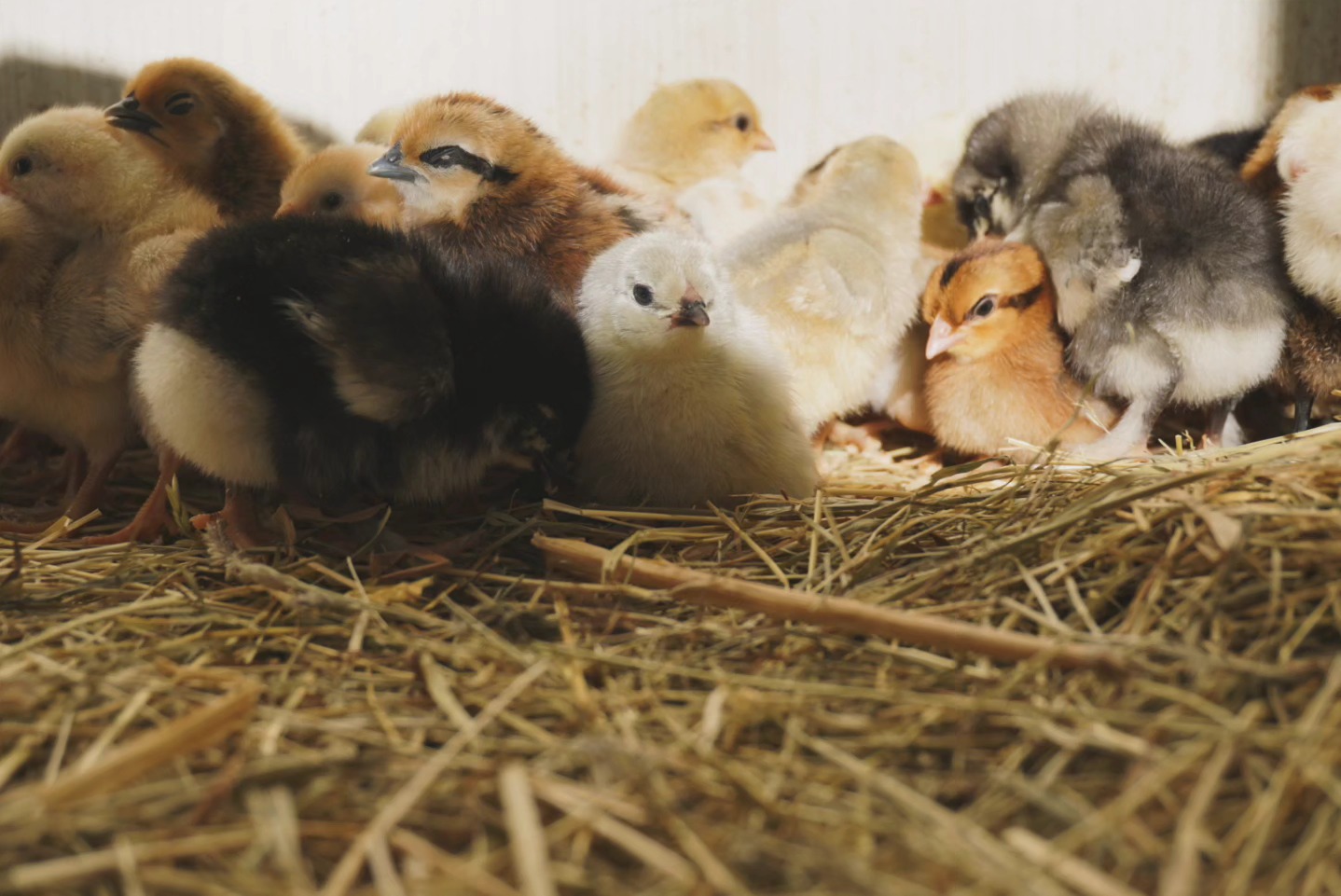 Frohe Weihnachten euch und euren Tieren. ✨🎄
______________________________
___
www.broholmer-zucht.com
Instagram & TikTok @huehnerwelt_rauch
Facebook @rauchs_huehnerwelt
_________________________________
Liebe Grüße und alles Gute
Euer Gabriel von Rauchs Hühnerwelt
#marans #britishlavenderaraucana #narure #gahmongeurope #happyküken #maranschicken #happyhühnergarten #brüten #rooster #araucana #regenbogen #eggsart #hühnerwelt #hühnerei #mychicken #küken #photooftheday #glucke #zahmehühner #bruthenne #moorhühner #lavenderaraucana #babychicks #ayamcemani #hühnerzucht #hatchingeggs #gahmong #gahmongeurope #hühnerweltrauch #blaueeier #buntehühner