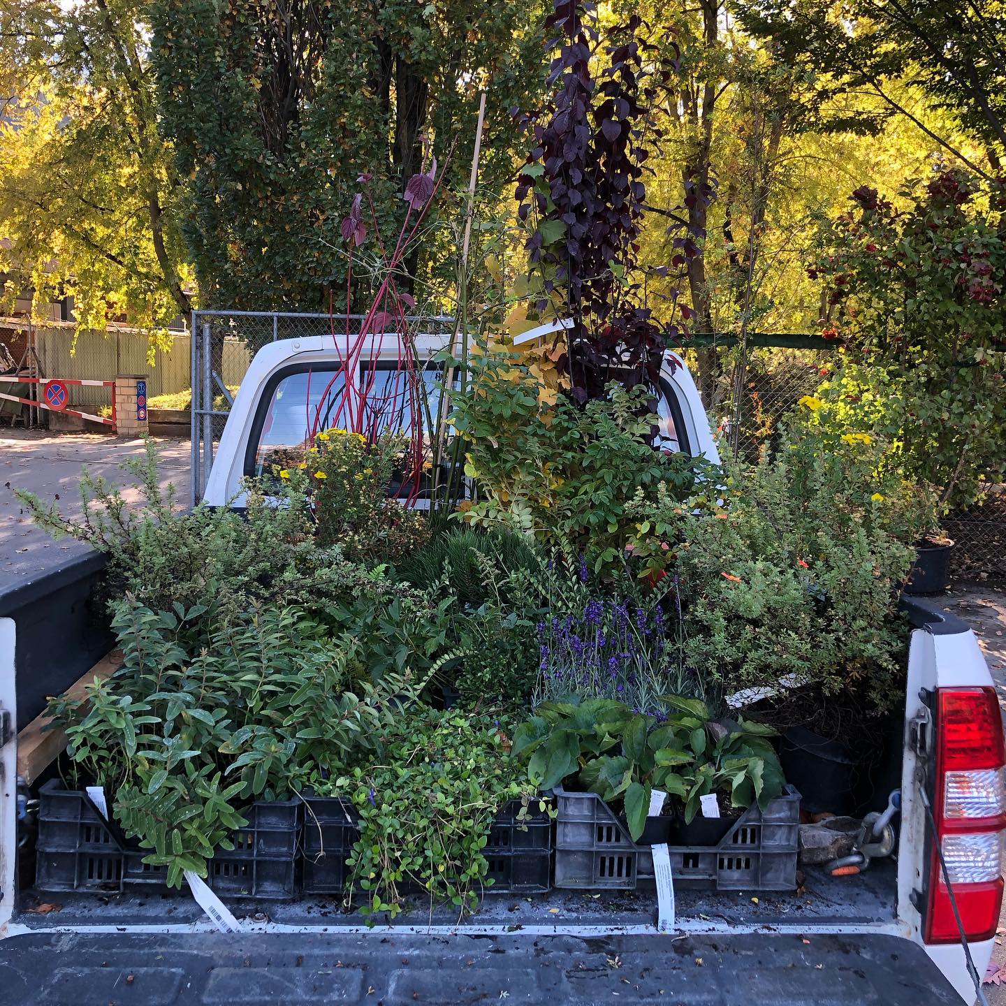 More like Fenêtre sur Pickup!!! Last load of plants to go for this summer. #landscapepainting #gardening #plants #🌿