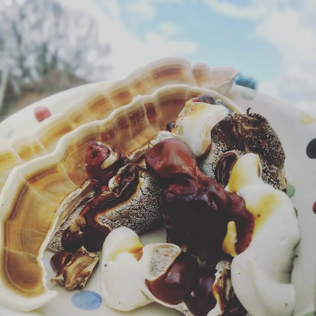 Reishi & Turkey Tail in a bowl. #reishi #ganodermalucidum #turkeytail #trametesversicolor #mushroomcultivation #mushroomgrowing #mushroomfarm #medicinal #mushroom #mushlove #fungi #hampshire #england