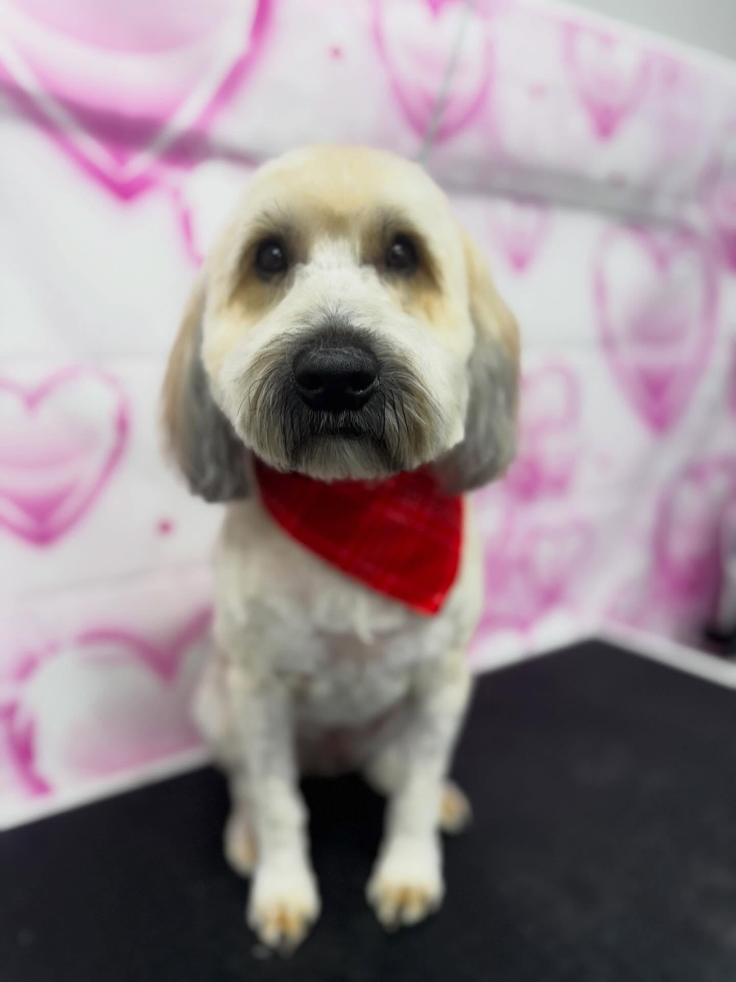 ✨Cosmo✨
—————————-
#softcoatedwheatenterrier #wheaten #wheatenterrier #doggrooming #dog