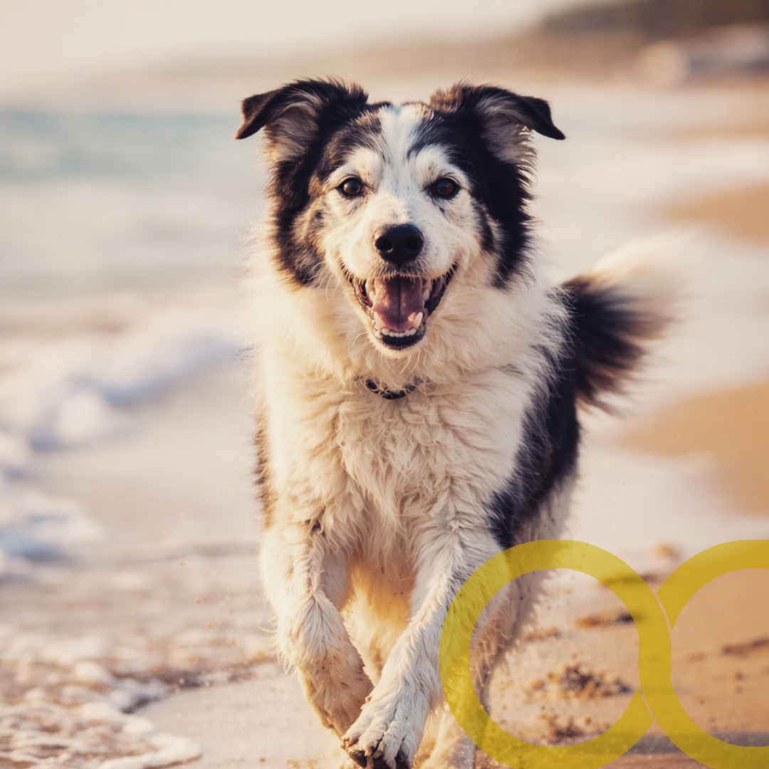 "Ora non sei più accanto a me come prima, ma sei ovunque.
Nel silenzio di casa, nelle abitudini che non cambieranno mai, in quel modo tutto tuo di restare.
Grazie per essere stato il mio cane, il mio compagno, il mio conforto.
Grazie per avermi scelto ogni giorno.
Corri libero, Cesare.
Io ti porterò con me, sempre.
Con tutto l’amore che ho,
il tuo umano 💙"
Abbiamo avuto l’onore di accompagnare Cesare.
Corri libero, Cesare.
Resterai sempre con chi ti ha amato. 🌊✨
#Cesare
#AmoreSenzaFine
#CaniDiFamiglia
#CremazioneAnimali
#RicordiCheRestano
#CaniAnziani
#AddioAmicoFedele
#PetLove