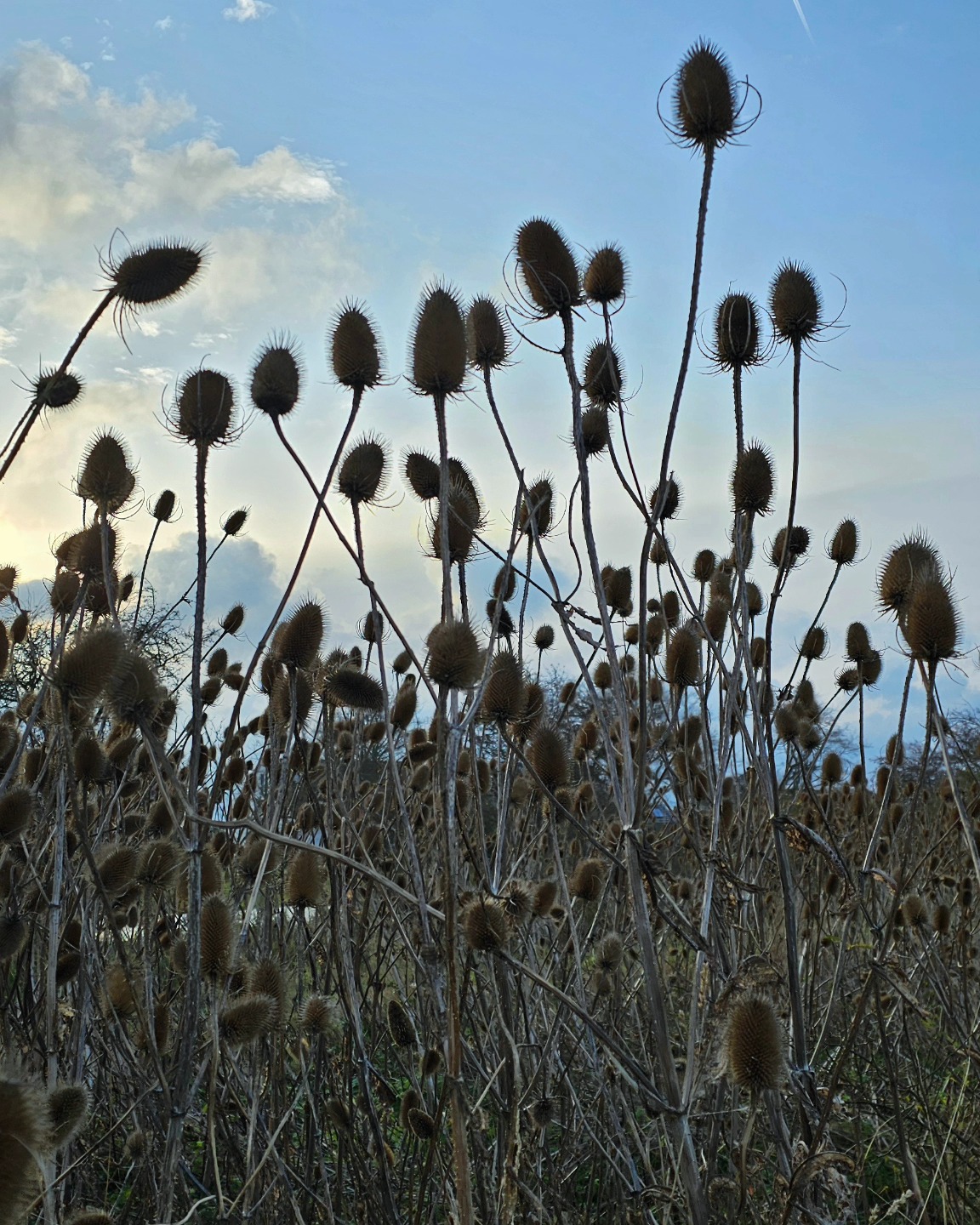 Zum Strand von Fehmarnsund, wo diese schönen Diesteln stehen, kann man vom Haus im Felde aus eine wunderbare Rundtour machen. Der Start ist beim Feldweg hinterm Haus, dann in Strukkamp rechts und wieder links durch den kleinen Tunnel. Dahinter gleich wieder rechts die Straße entlang bis zum Fehmarnsund. Den Rückweg kann man dann unter der Fehmarnsund Brücke und dann am Meer entlang bis Gold fahren. In Gold vom Deich Richtung Albertsdorf nach rechts abbiegen, bis zum Dorfteich, dort wieder rechts und dann geht am Dorfausgang die Straße 'Im Felde' wieder zurück zum Haus im Felde. Entweder als langer Spaziergang oder kleine Radtour eine echte Empfehlung.
#hausimfelde
#Fehmarn
#ferienwohnungen
#urlaubmithund
#Urlaubammeer
#ferienappartment
#diestel
#Radtour
#Wanderung
#Ostsee
#albertsdorf
#Schleswig-Holstein
#winterspazietgang
#Windsurfen
#kiten
#wingfoil
#ferienammeer
#rundweg
#holidayattheocean
#holidayappartements
#balticsea
#walkattheocean
#biketour
#holidaywithdog
#walkthedog
