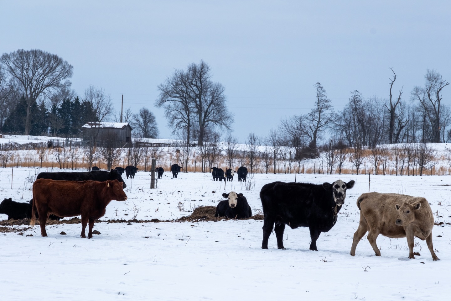 A cold winter morning along a farm in Church Hill, TN.
Camera: FujiFilm XT5
Lens: FujiFilm 50-140 f2.8
No filter
#fujifilmxt5 #fujifilmx_us #cows #winter #weather
