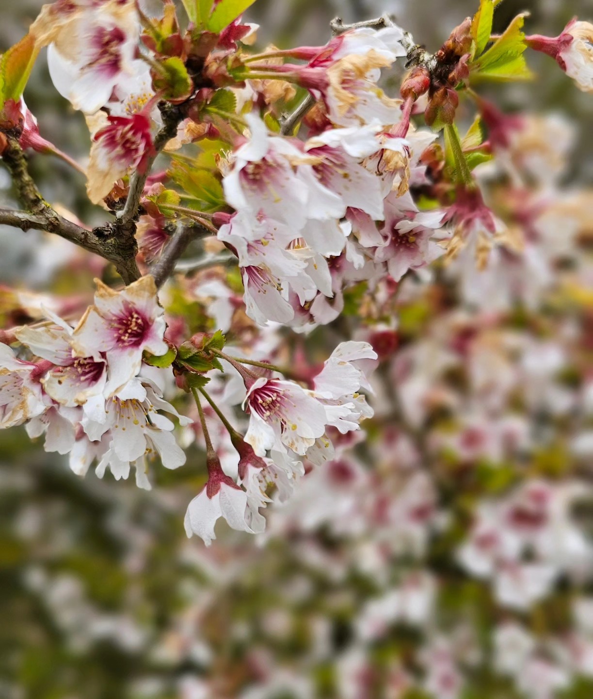 Es blüht und summt ums Haus im Felde herum.
#hausimfelde
#Fehmarn
#Albertsdorf
#sonneninselfehmsrn
#fruehling
#ferienwohnungen
#ferienappartements
#ferienammeer
#ostseeferien
#Osternammeer
#windsurfen
#wingfoil
#kite
#Radfahren
#garten