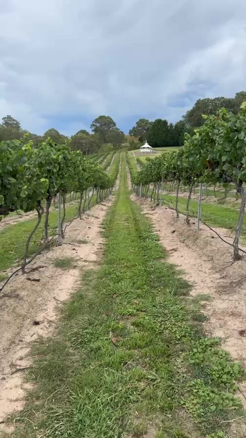 A little walk through the vines to see the grapes and our new vineyard toy! Keeping those pesky birds away from the grapes until harvest time!