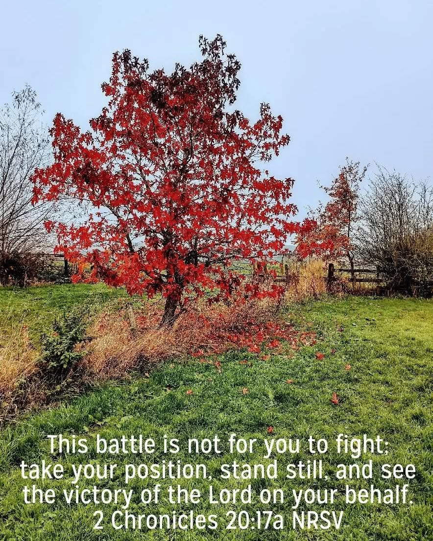What you cannot see in this photo is that the land drops away. This tree of brilliant autumn colours, stands as a sentinel over the valley. Sometimes all that God requires of us is to stand. To stand firm and not give up or give in. To stand as the watcher on the tower. To stand with a friend going through tough times. To stand up against a difficult manager or in a toxic work environment. To stand. Simply to stand. And to trust in the strength of your roots in the Almighty. #standfirm #standfirmingod #rootedinjesus
