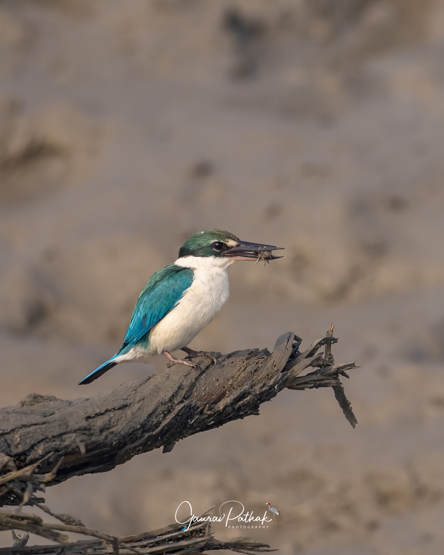 Collared Kingfisher (Todiramphus chloris) – Perched calmly with a small crab firmly in its bill, this kingfisher showed off its coastal instincts. Despite the name, it’s not just about fish. Crabs, insects, lizards, and anything slow enough are all on the menu. That heavy bill is built for exactly this kind of work, making quick, decisive meals out of life along mangroves and shorelines. A reminder that kingfishers are far more versatile hunters than they’re often given credit for.
.
Location - Sundarbans
Shot on Canon R5
Canon RF600mm F4 L IS USM
ISO 125
f/4
1/1000s
.
#CoastalHunters
#KingfisherMoments
#MangroveLife
#WildFeeding
#canonasia
