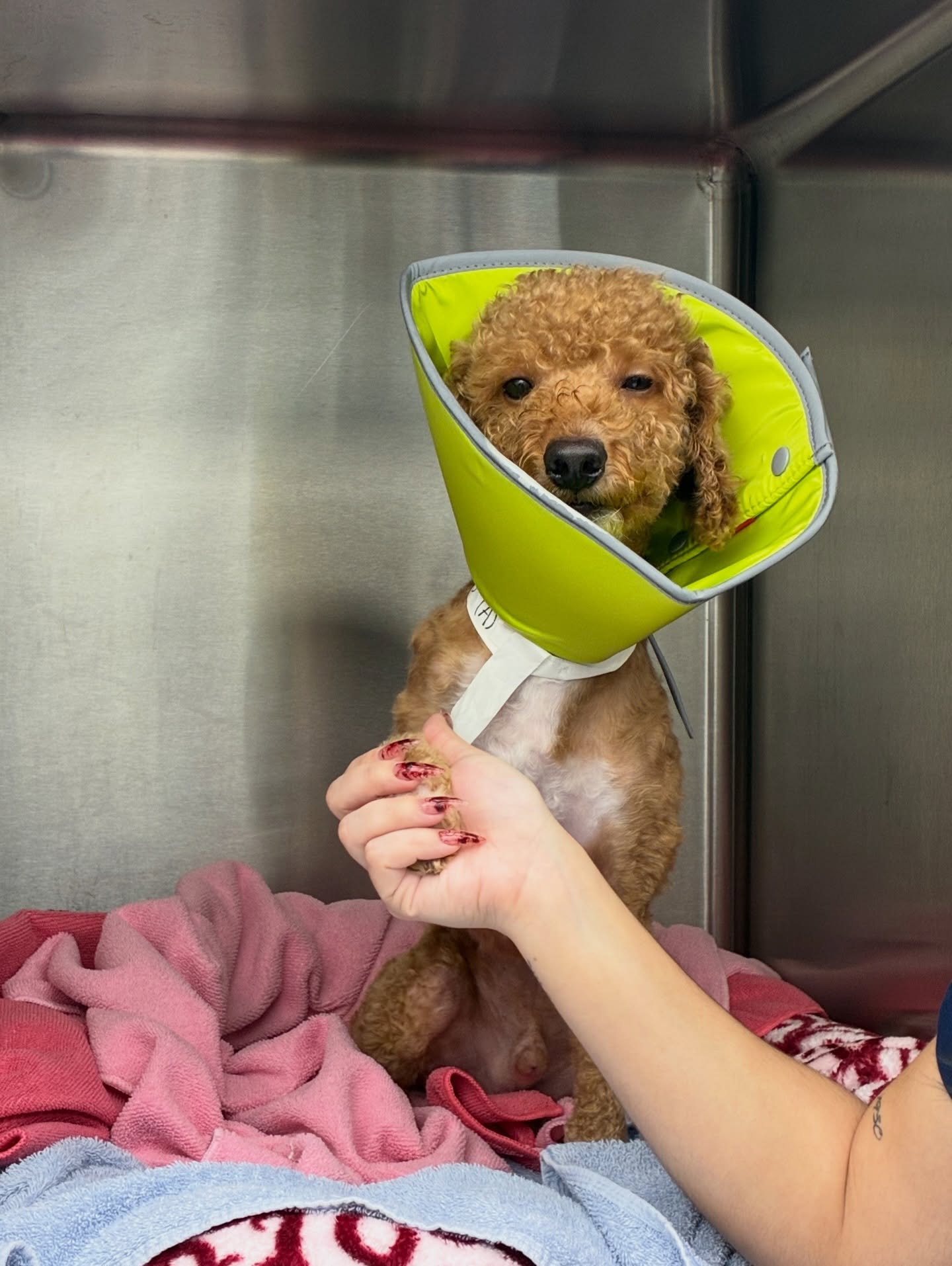 Palmetto Animal Clinic
📲305-824-9990
📍1919 W 68 St. Hialeah, Fl 33014
🌐Website:
https://www.palmettoanimalclinic.net
#palmettoanimalclinic #florida #miami #hialeah #veterinarymedicine vettech vetmed PalmettoAnimalClinic NewPatient FurFamily WelcomeLittleOne