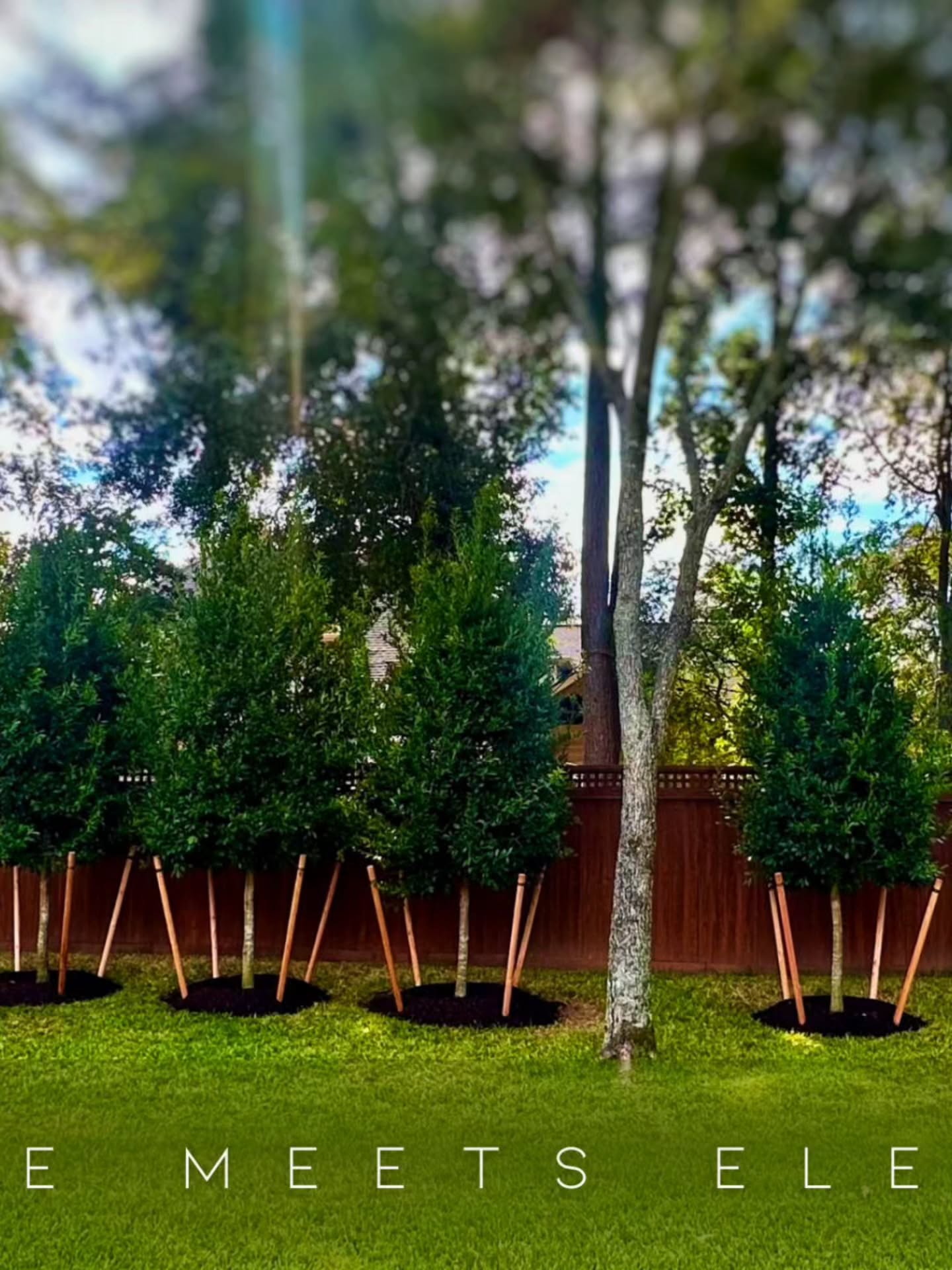 Client wanted a low maintenance privacy hedge with a modern touch.
We handpicked the best!
Elegant ● Wind Breaker ● Privacy
visit BEYOND PARADISE NURSERY
14 ACRES +
NURSERY | TREE FARM | MATERIALS