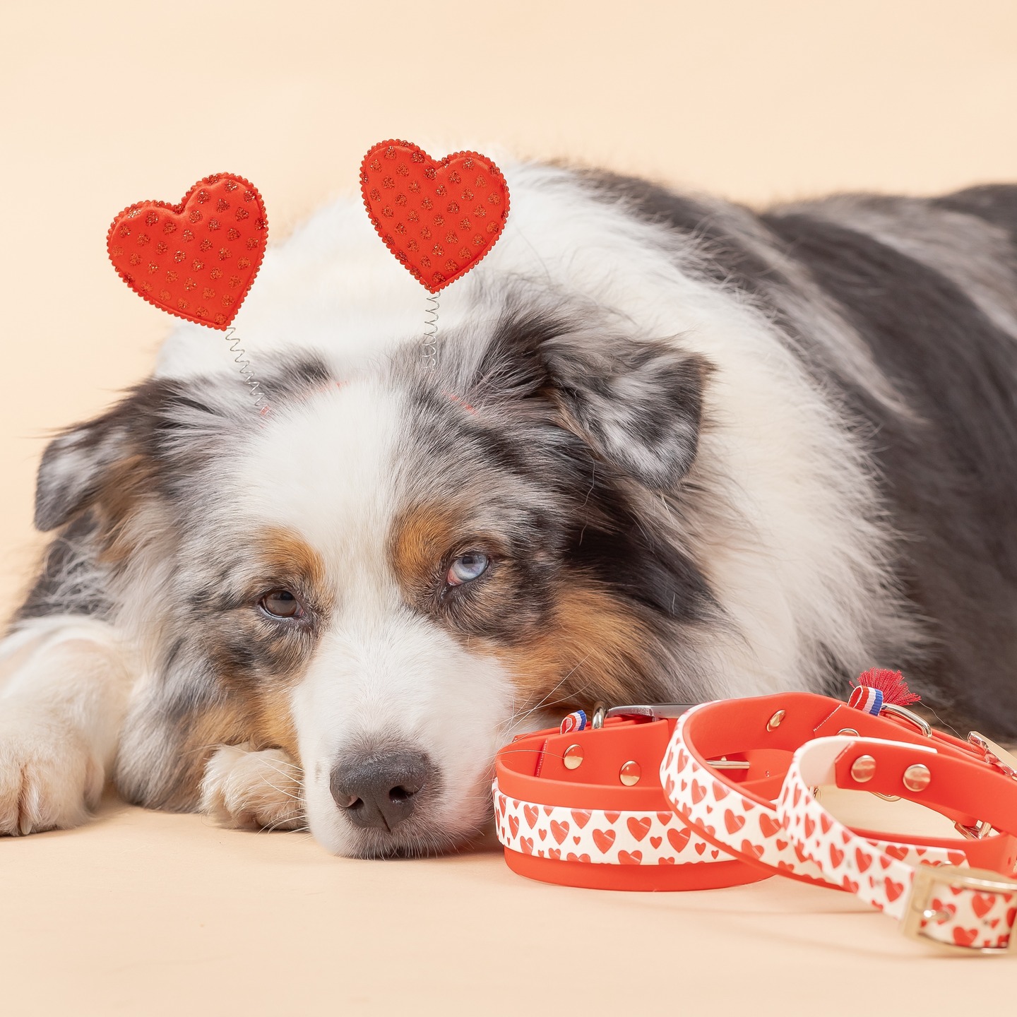 Tag ton (ta) valentin(e) en commentaires ❤️et on lui enverra un code promo sur la boutique en ligne, rien que pour lui (elle) !
Tu as jusqu'à ce soir minuit 🥰
Collection alter ego en biothane imprimé, que du love 😍
#lateliereko #valentin #doginstagram #stvalentin #love