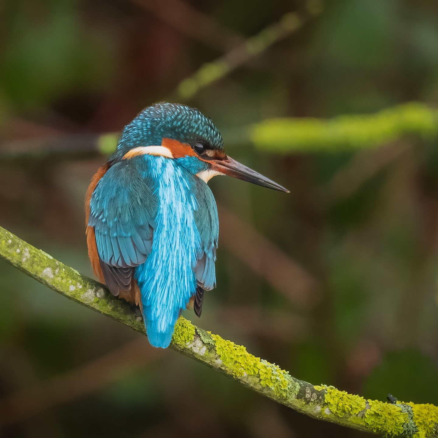Watching the fisherfolk of Driffield today... #birdsofinstagram #wildbirds #naturephotography #driffield #eastyorkshire #kingfisher