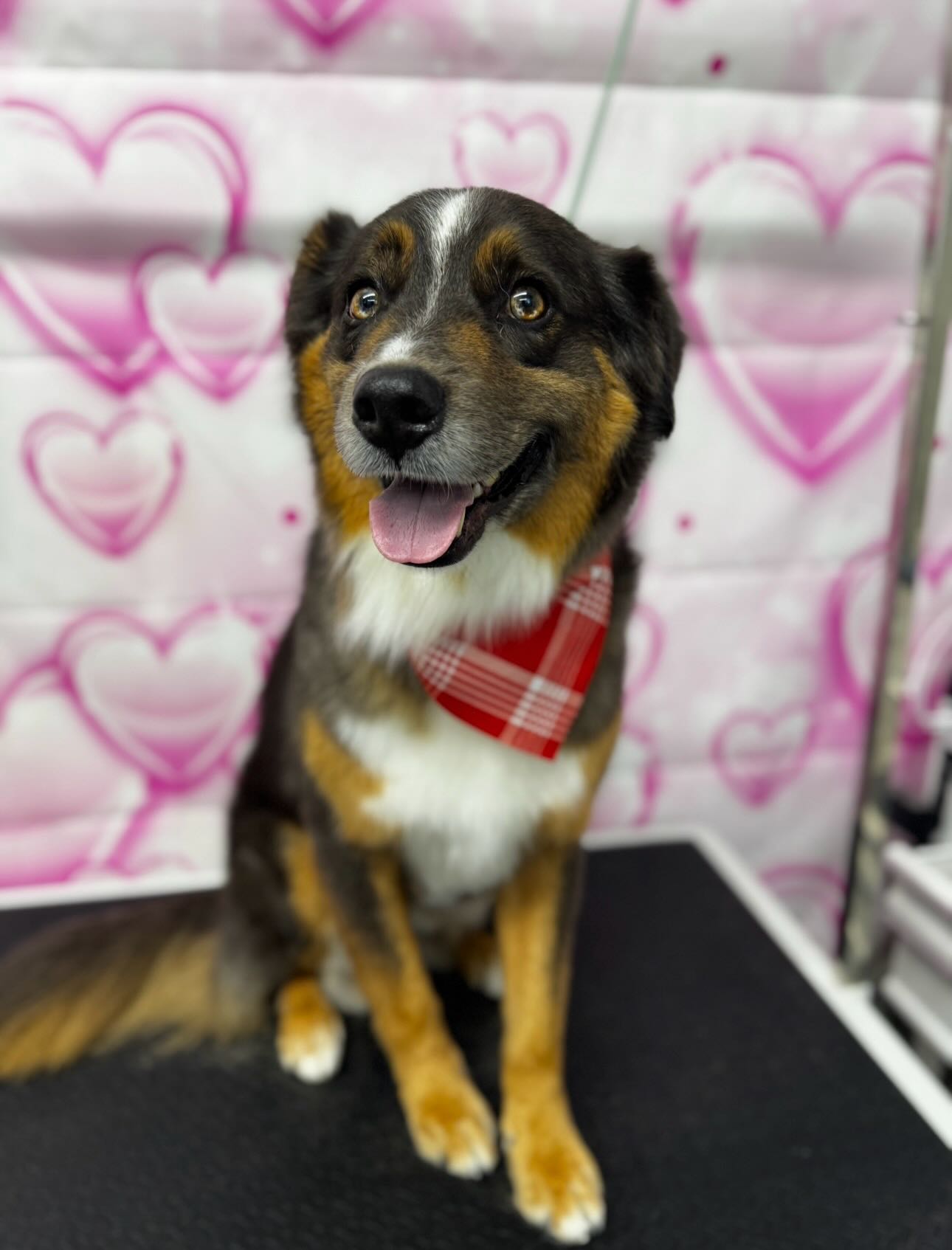 ✨Atlas and Sky✨
—————————-
#australianshepherd #aussie #houndmix #doggrooming #dog