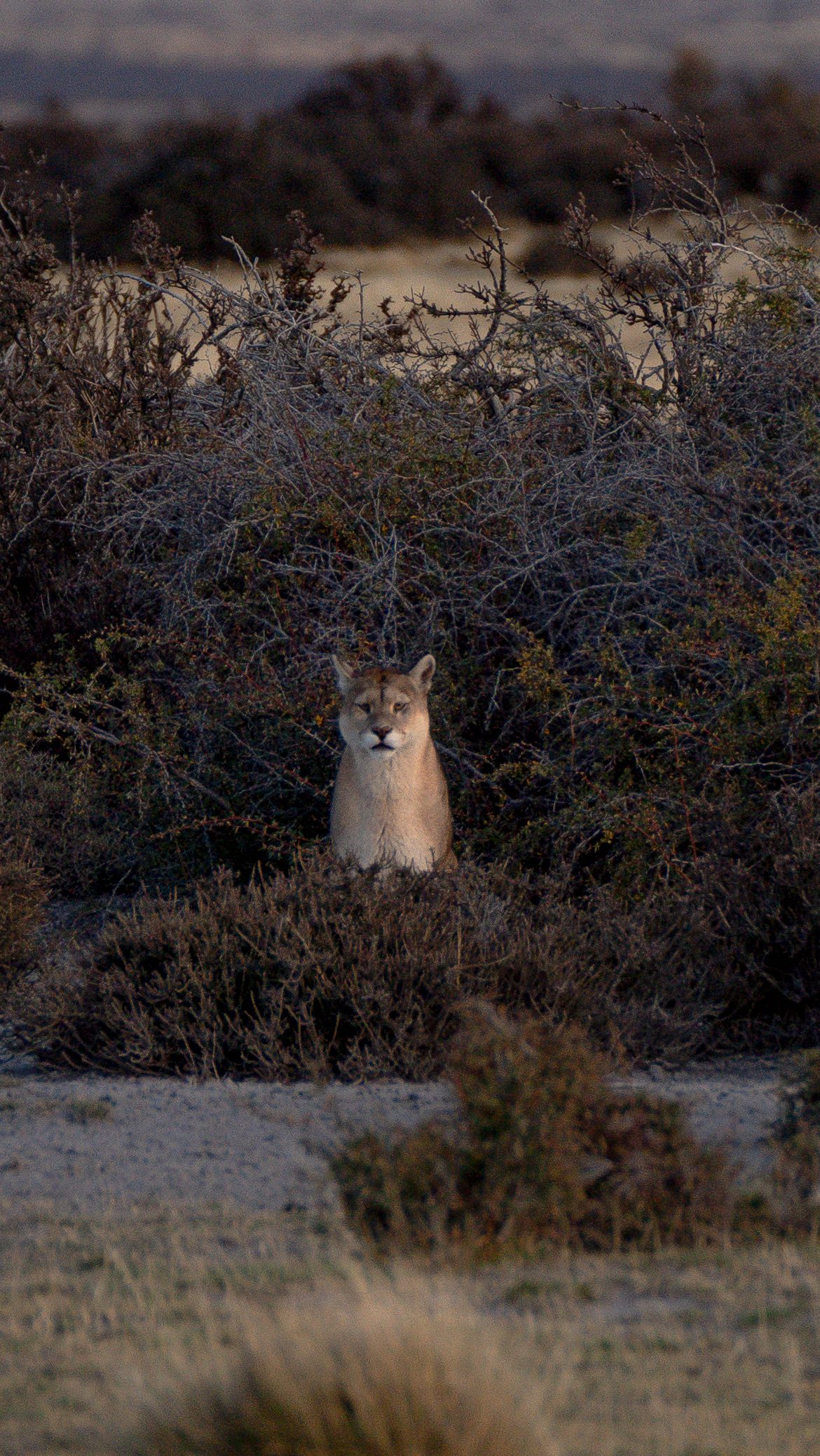 En el territorio, incluso los momentos de quietud entregan información 🌿
Estas imágenes, captadas por cámaras trampa 📸, muestran a un puma 🐆 descansando en su entorno natural.
El monitoreo no busca solo observar fauna 🐾
Permite comprender hábitos, desplazamientos y tiempos de uso del territorio ⏳, y tomar decisiones concretas para una convivencia real entre ganadería 🐑 y vida silvestre.
La conservación no ocurre en momentos extraordinarios ✨
Ocurre en lo cotidiano, en el silencio 🤍 y en el tiempo.
-
In the territory, even moments of stillness provide information 🌿
These images, captured by camera traps 📸, show a puma 🐆 resting in its natural environment.
Monitoring is not just about observing wildlife 🐾
It helps us understand behavior, movement patterns, and how the land is used over time ⏳, supporting real decisions that enable coexistence between ranching 🐑 and wildlife.
Conservation doesn’t happen in extraordinary moments ✨
It happens in the everyday, in silence 🤍 and over time.
#Conservación #CámarasTrampa #Coexistencia #Patagonia #VidaSilvestre