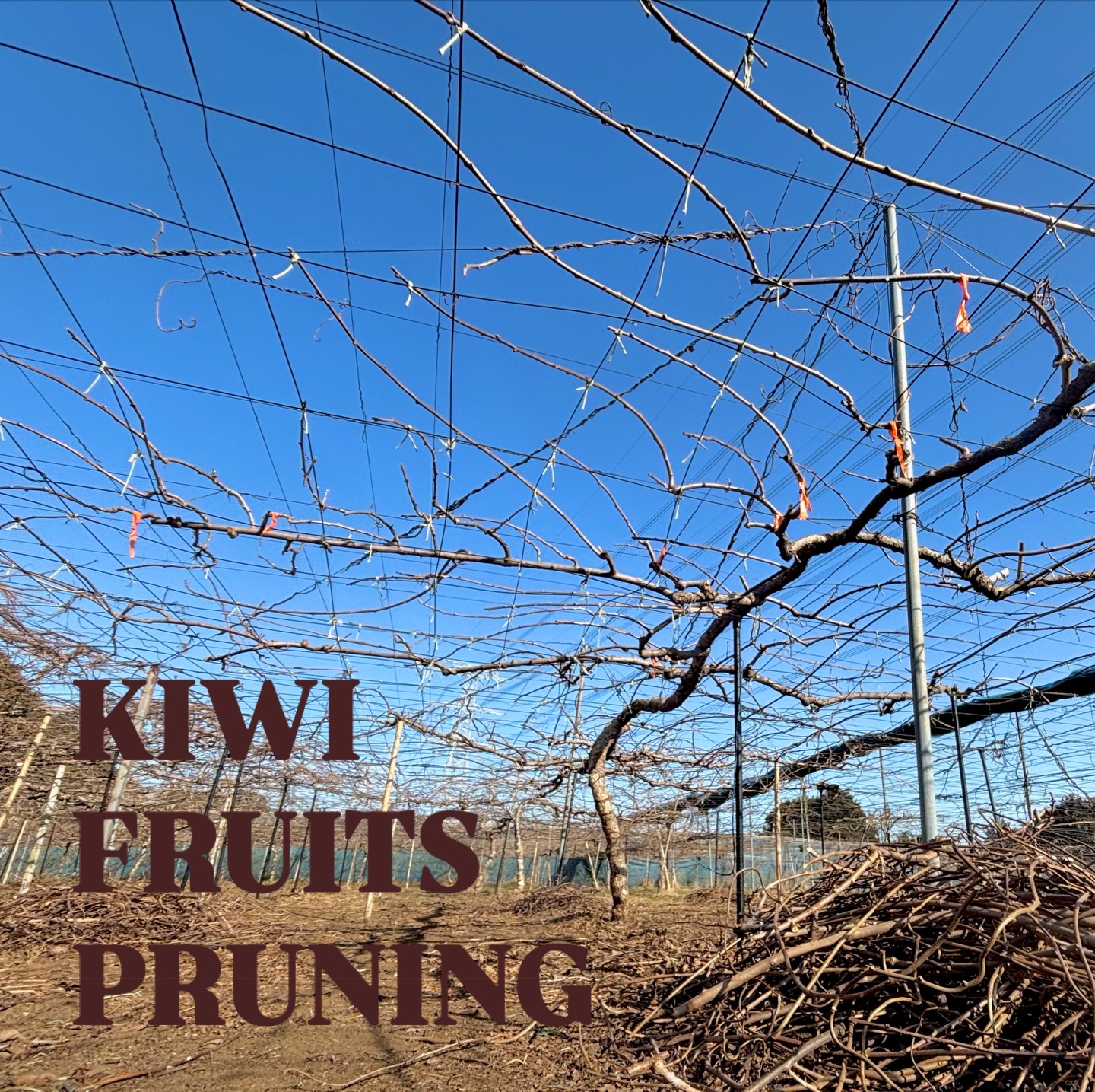 .
.
【2月スタート!】
1月はひたすらキウイの剪定作業を進めておりました🥝
写真のような青空が多くて作業が捗りました☀️
苗木、紅妃、ゴールドが終わり残りのヘイワードを2月前半で仕上げます。ラストスパート💪🏻
梨・キウイの剪定作業のあとは肥料撒き・堆肥での土作り、剪定枝の粉砕処理や老朽化した棚の修繕など春までにやることはたくさんあります👍
年明けに少し雪が降って以来、まともに雨がなく乾燥した日々が続いています😮💨そろそろ花粉症が怖いです。。。
#フルーツガーデン関本 #キウイ #剪定
