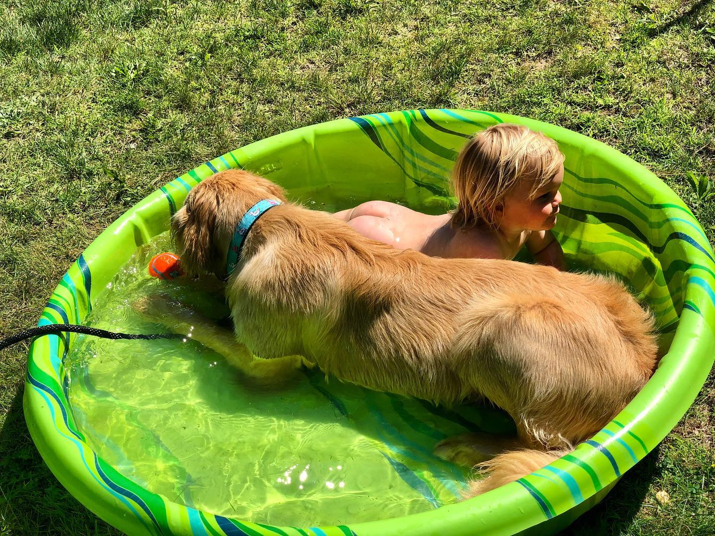 Happy Birthday to these two today! One and Two with a shared love of a good “swim”. #lincolnvillemotel #maine #summer #pool #birthday #fun #petfriendly #goldenretriever #kidswelcome 📷@lucyamory