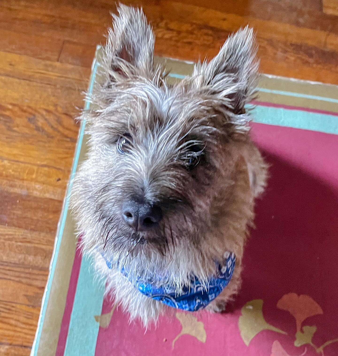 This puppy client went to being shy and a little fearful to so fun-loving and savvy! As I had shared in his initial consult, clicker training can (sometimes even quickly) build confidence in timid pups. It’s always delight to experience the transformation with the dog/puppy and their Guardians.