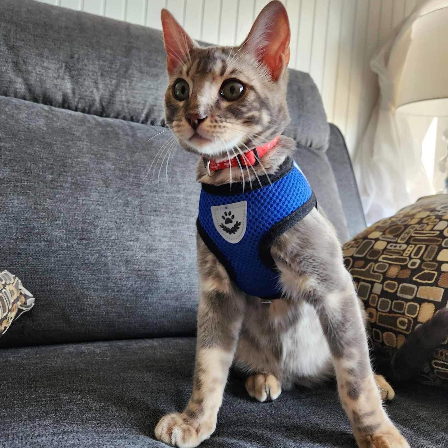 Voici le beau Kato 😍
Un bengal de couleur bleu, il est superbe!
Merci Linda, pour le partage 🥰