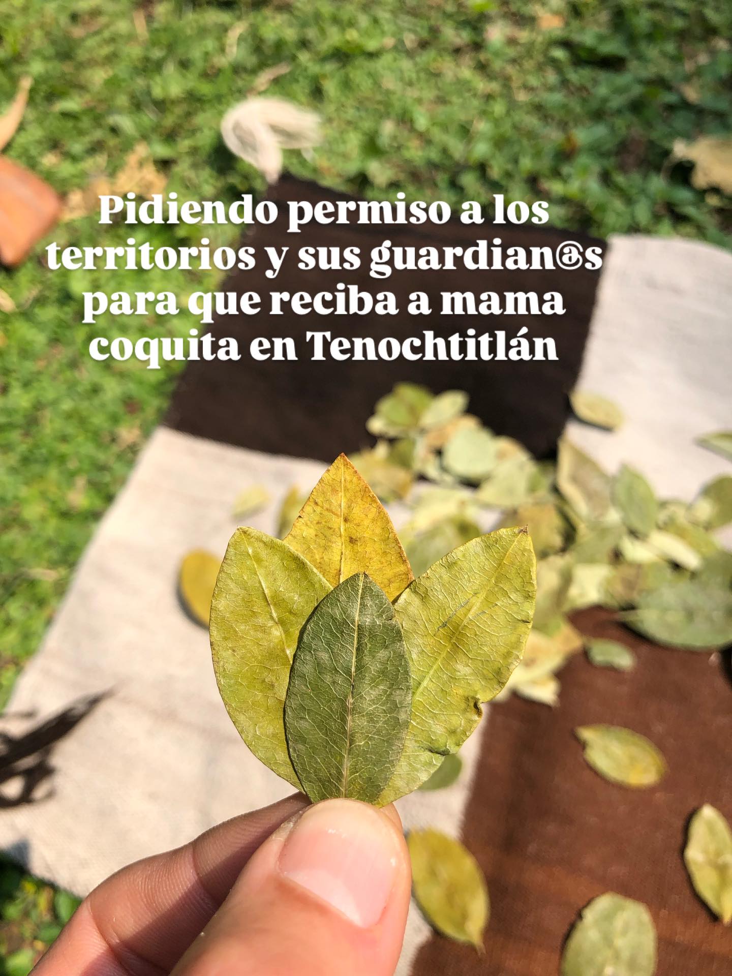 Todo lo que acompaña la presentación del documental: Altar, Ritual, Museo interactivo, Venta de comida y bebidas verdes, ropa y tejidos, espacio para Hallpado y oráculo de Coca.
De lo pequeño a lo grande, del rezo al hecho, del pensamiento ordenado a la palabra florida, de escritura a espacios embellecidos.
Un paso a la vez, honrando los tiempos naturales, preparándonos en paz, con la flecha clara para este sábado y domingo en el @huertoromaverde
🍃Ahi estaremos, dándole el lugar sagrado y la voz que está planta preciosa poderosa merece🍃