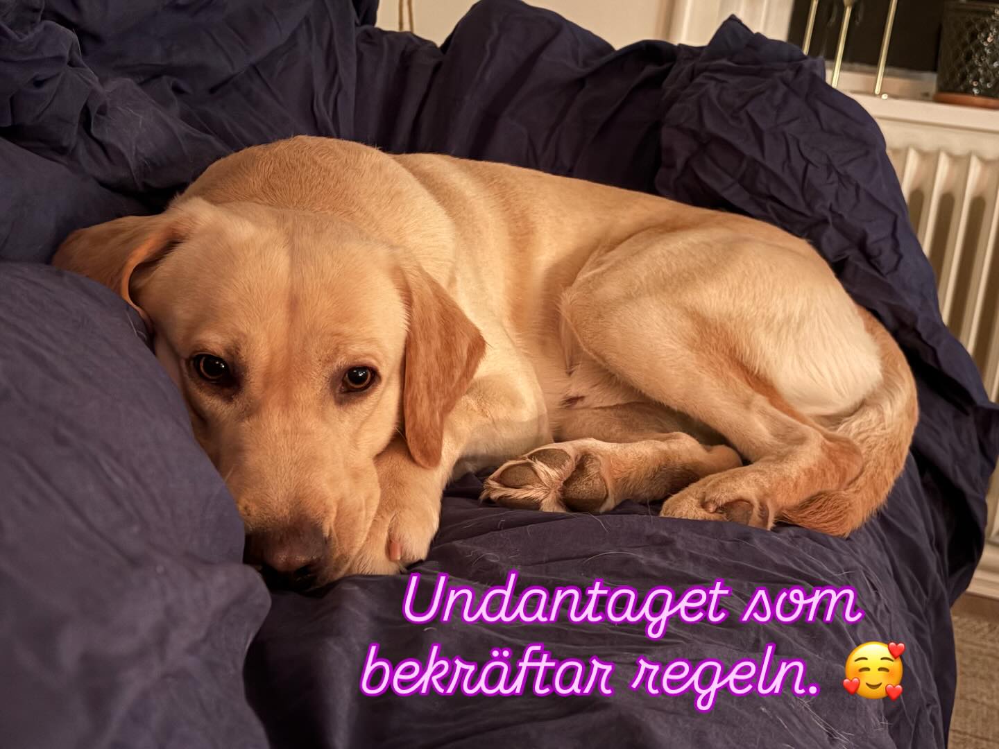Jag har ALDRIG hundar i soffan. Inte i min egen iaf. Men ibland behöver man bara närheten av sin hund. Ikväll är en sån kväll och Pop njuter i fulla drag 🥰 #teamolsen #teamolsenforthewin #socialtjänstehund