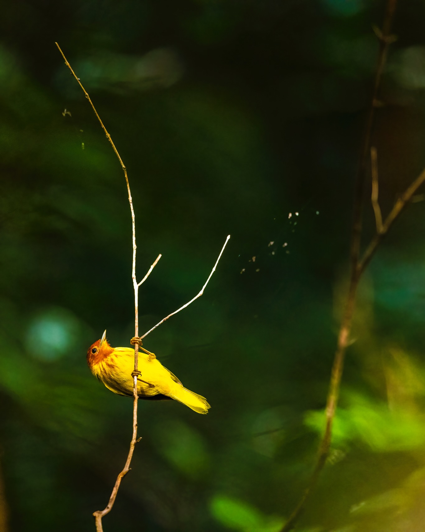 Postcards to our future selves
☆
Mangrove Yellow Warbler
☆
#mangroveyellowwarbler #yellowwarbler #martinique #martiniquetourisme #birds