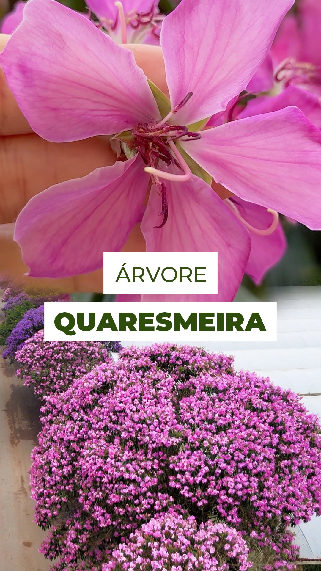 Ela floresce e a paisagem muda por completo. 💜🌳
Do alto, o que se vê é um verdadeiro corredor de cor: copas tomadas por tons de rosa e roxo que transformam toda a fazenda. Essa é a quaresmeira, árvore nativa do Brasil e símbolo do período entre janeiro e abril, quando sua floração acontece com força total, bem na época da Quaresma.
Além de linda, ela é resistente, muito usada no florestamento urbano e ainda cumpre um papel importante na natureza, atraindo abelhas nativas que fazem a polinização por vibração.
E você, sabia dessa curiosidade sobre a Quaresmeira?
Conta pra gente nos comentários 👇
#quaresmeira #arvorebrasileira #arvoresurbanas #natureza #flor