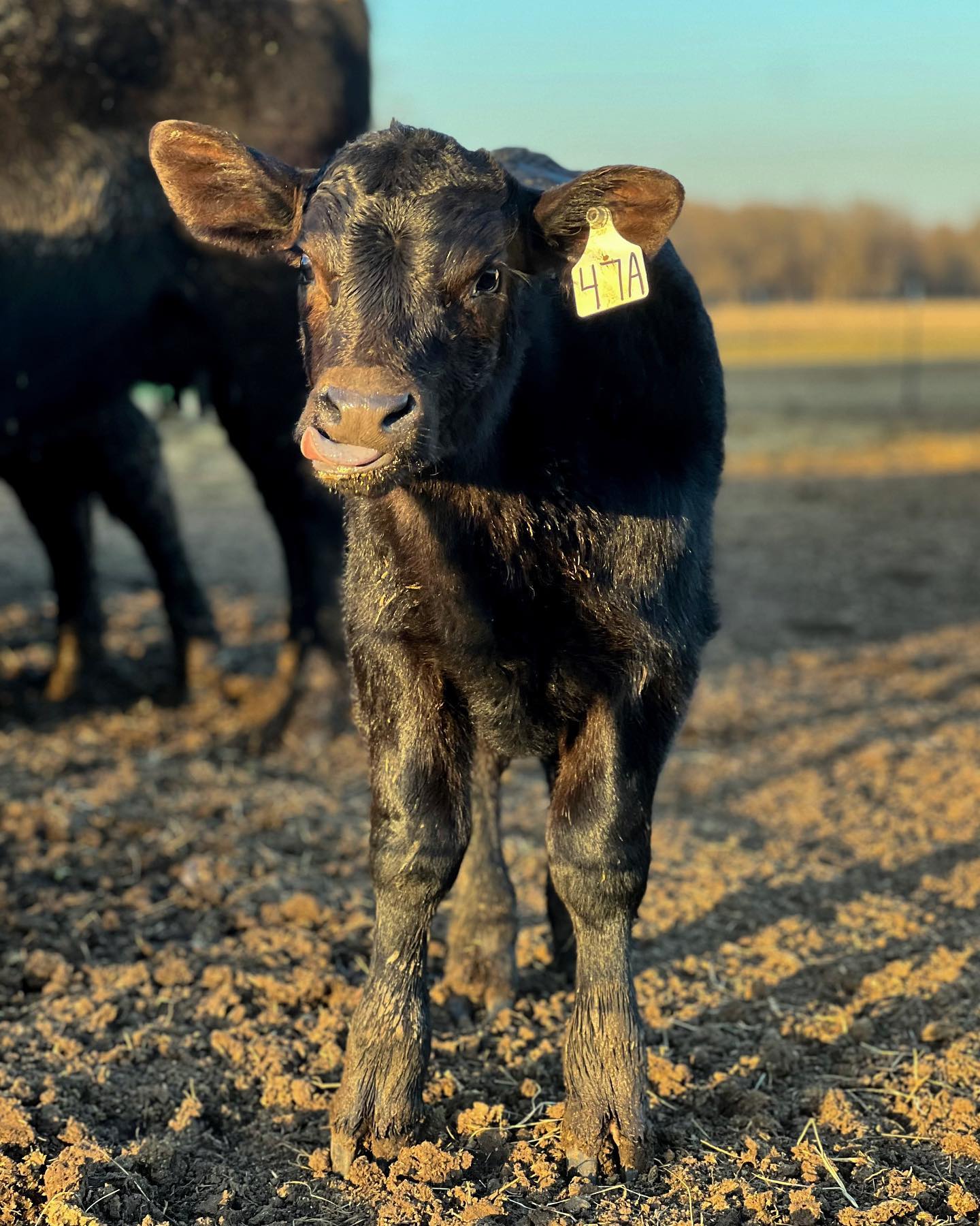 Sun’s out, tongues out!!