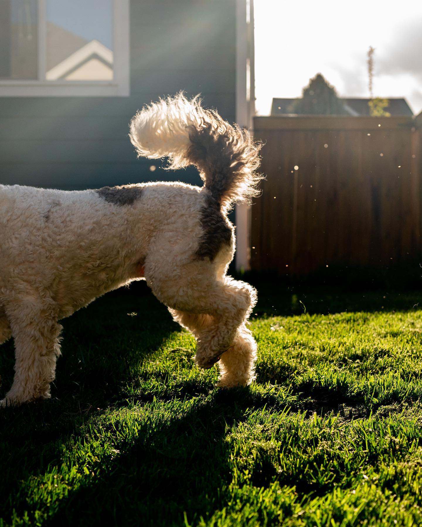 Even a dog butt looks good in pretty light