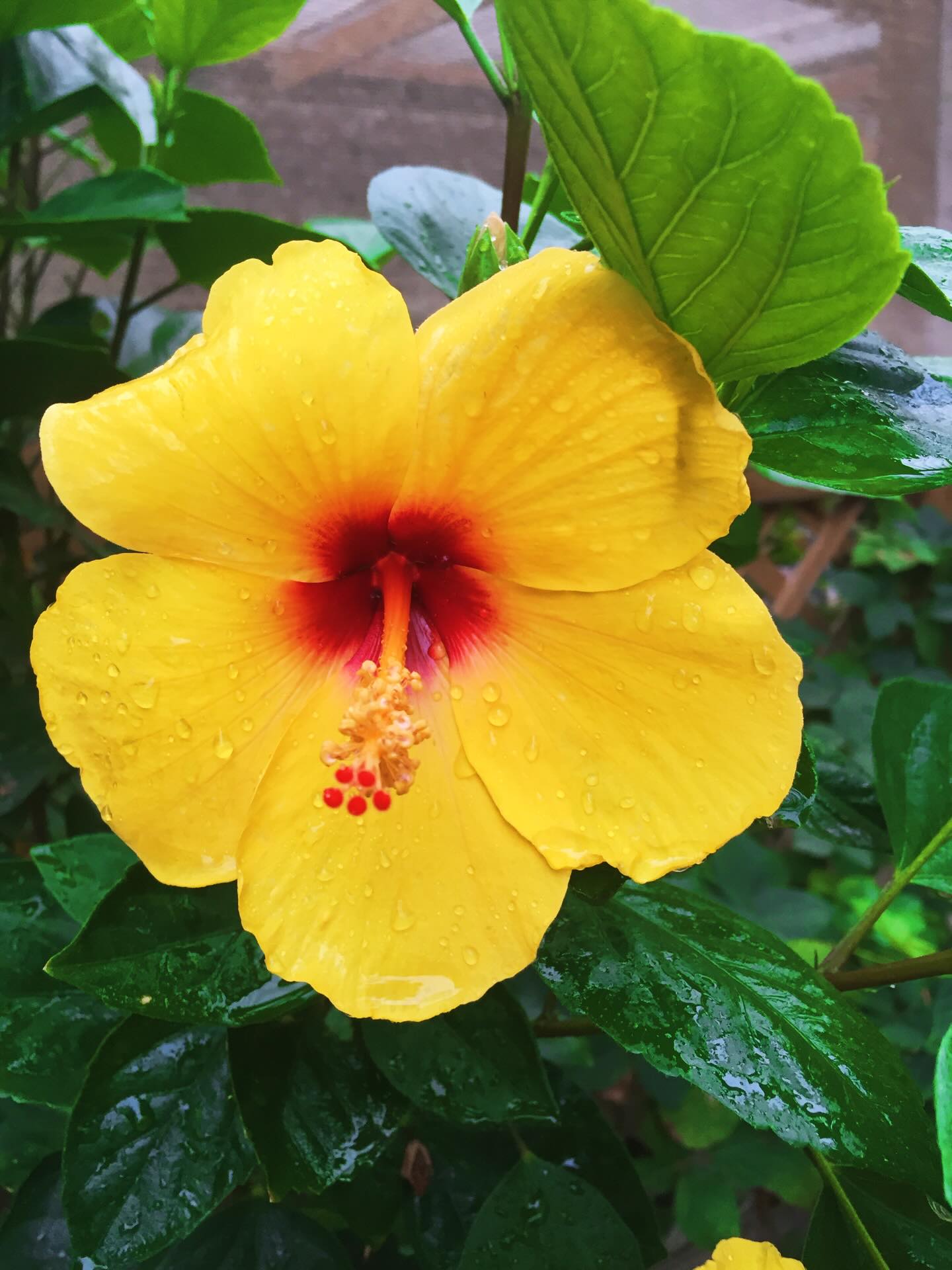 Golden petals 4 wild hearts 🌼🌺
Tropical hibiscus aka “Hula Girl” Hibiscus aren’t just beautiful. They are incredible for attracting pollinators like hummingbirds and butterflies, turning your backyard into a living, breathing sanctuary. Let’s co-create a space that invites the wild back in. 🦋🌺🪴🌱
The Yarrow is a healer for your garden. It’s incredibly drought-tolerant and thrives in full sun light.
Did you know that it’s widely used in gardens to attract pollinators?
The yarrow is a medicinal herb. Historically called “soldier’s woundwort,” known for stopping bleeding and treating wounds. 🪻🌸🌷
We can’t forget the Iceland Poppies (Papaver nudicaule) in the foreground, backed by a lush wall of deep purple Salvia.
Just a mason jar, some cool water, and a few snips from the yard to bring that golden sunshine indoors. 🌼🌸🌱#fypage #landscapecooperative #flowerstagram #gardentherapy☀️