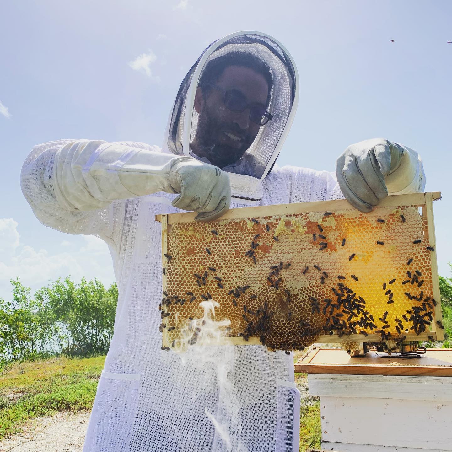 First impressions 🐝 🍯 #honeybees #beekeeping #honeyflow #showmethehoney #beetour #caymanislands