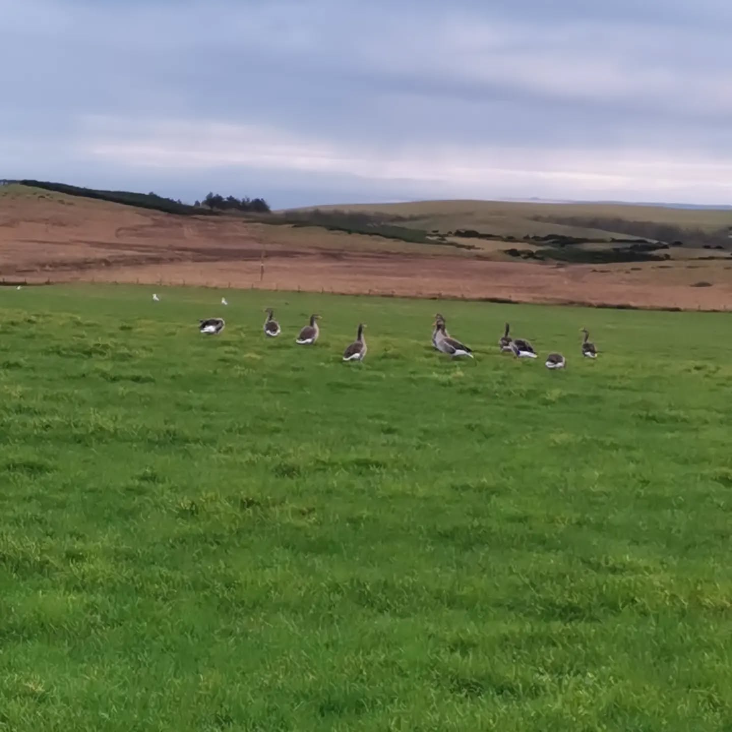 Visiting geese at Lamberton.