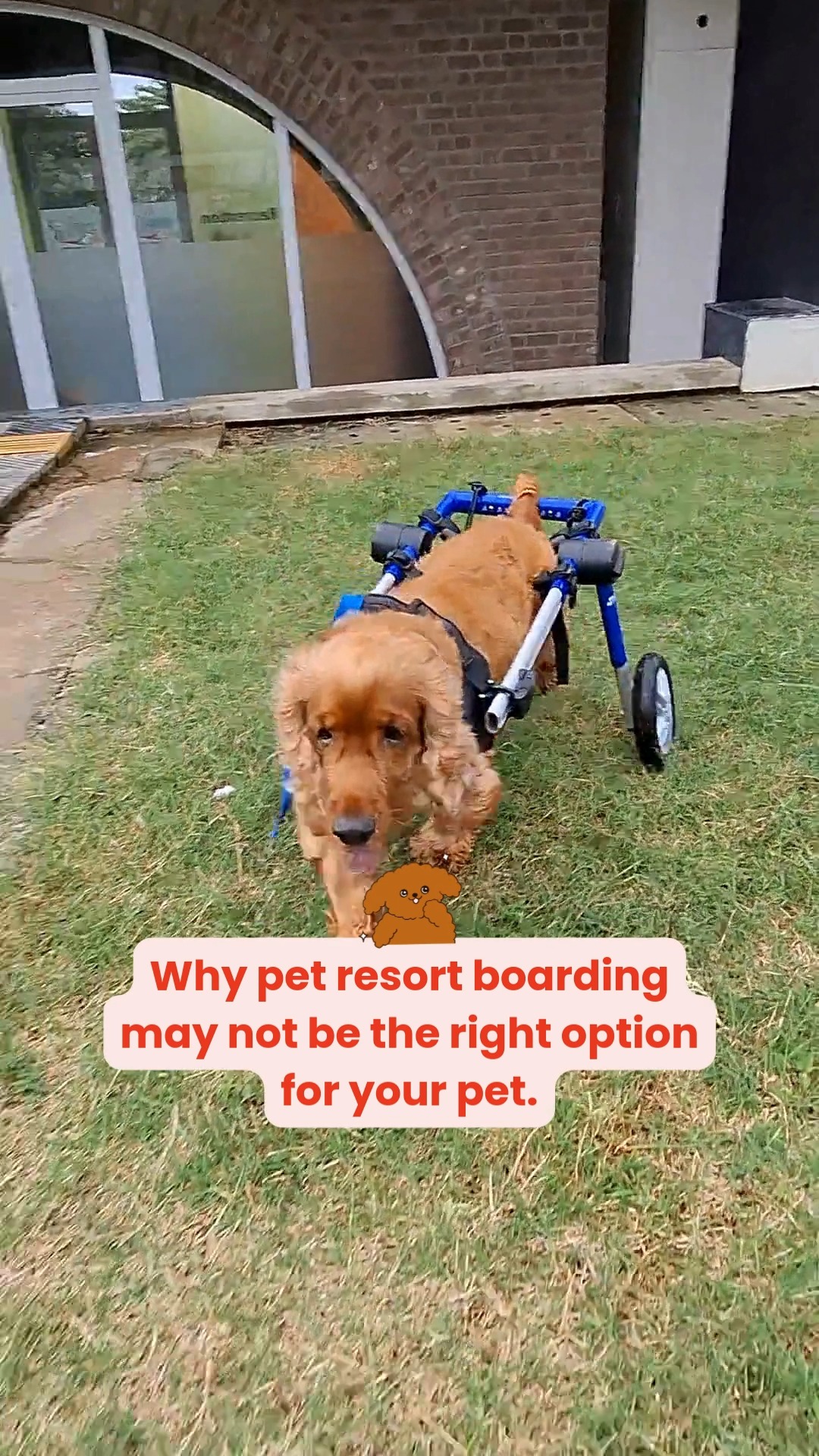Yep, we said it. Fancy doesn’t automatically mean right.
Big lawns, cute photos, and “luxury stays” look great on Instagram — but your pet doesn’t care about aesthetics. They care about safety, supervision, routine, and comfort.
Here’s what really matters 👇
🩺 Trained staff who understand behaviour & health
👀 Constant monitoring (not just free play chaos)
🧼 Proper hygiene & sanitation
🐾 Structured activity + rest time (not overstimulation)
🚑 Vet support in case of emergencies
Some pets — especially seniors, anxious, or first-time boarders — may need calmer, more personalized care, not a high-energy “resort” environment.
💡 Pro tip: Choose a boarding space based on your pet’s personality, not just pretty pictures.
📌 Save this checklist & share it with a pet parent planning a trip — the right choice makes all the difference.
#cessnalifelineveterinaryhospital #cessnalifeline #20yearsofcessnalifeline #petboarding #petretreat #dogboarding #petparenttips #petwellness #fearfreepets #responsiblepetparent