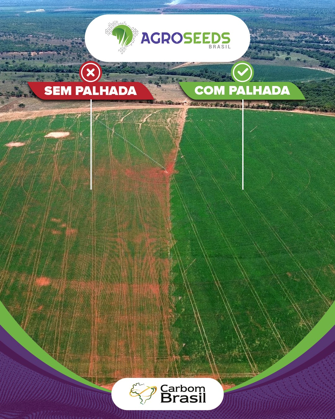 Quando o manejo é bem feito, o resultado salta aos olhos. 🌱✨
Veja a Brachiária ruziziensis da Agroseeds em ação nessas fotos. O contraste entre áreas com e sem palhada evidencia como uma semente de qualidade transforma o sistema produtivo, trazendo mais equilíbrio, resiliência e suporte para altas produtividades ao longo das safras. 🚜☀️
#Agroseeds #BrachiariaRuziziensis #Palhada #SistemaPlantioDireto #CulturaDeCobertura #AgriculturaRegenerativa #ManejoDoSolo #CoberturaVegetal #AgroBrasileiro
