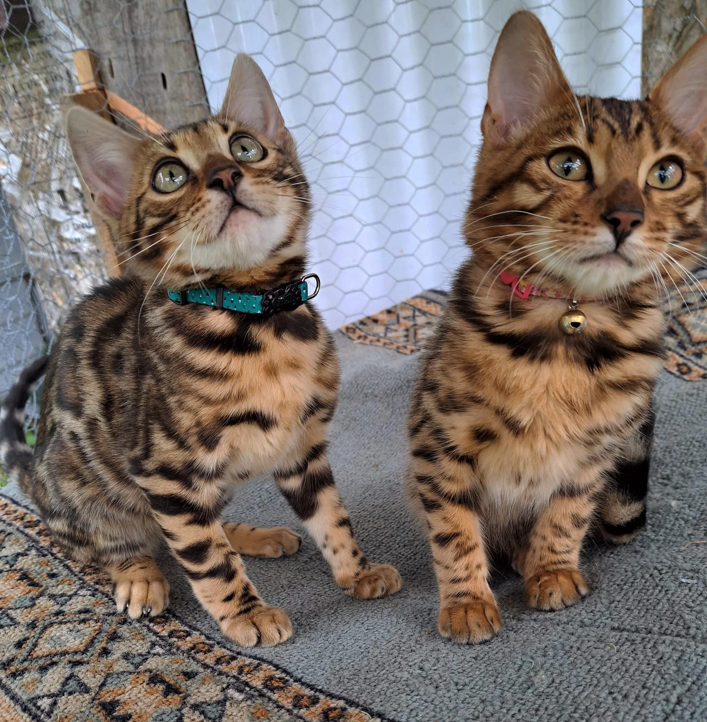 Le duo Guismo et Mysti 🥹😍ils étaient vraiment inséparables ses deux là🫶🏻🥰
Félicitations à Hélène ainsi qu'à toute la famille pour ce merveilleux duo. ✨🐾
#catoftheday#bestfriends#cute#duo#catlife#leranchdubengal#eyes#goodday#cutecatkitty#kittenlovers#bengalkitten#brownspottedbengal#bestmeow#chatondamour