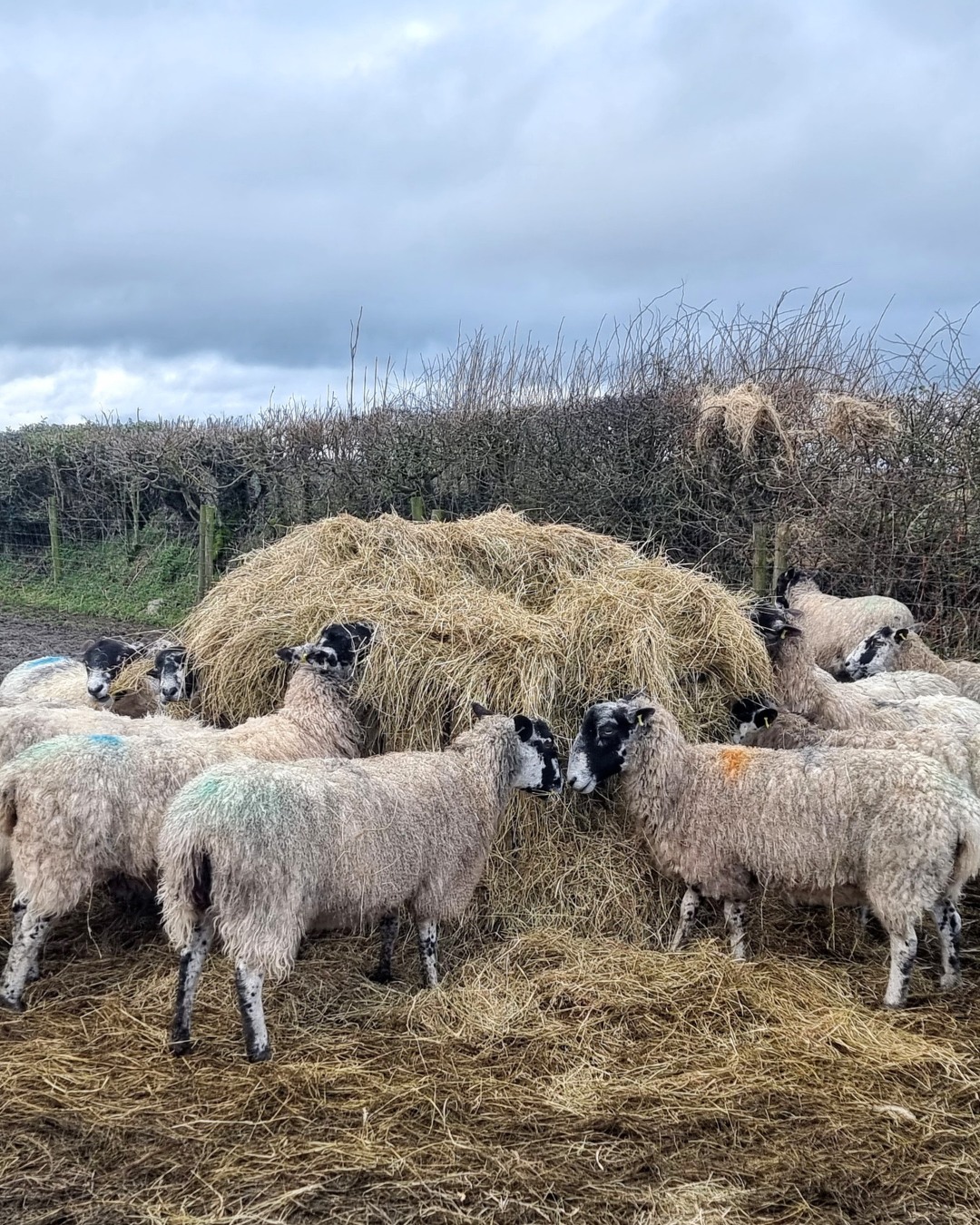 The wool team is fueling up 🐑🌾
Handmade wool dryer balls by Amanda Primrose — made from local Dartmoor wool & shipped worldwide 🌍🧺
#AmandaPrimrose #Dartmoor #DartmoorWool #Devon #BritishWool #WoolDryerBalls #DryerBalls #EcoLaundry #SustainableLiving #PlasticFree #LowWasteLiving #EcoFriendlyHome #NaturalLiving #HandmadeInUK #MadeInDevon #ShopSmall #SmallBusiness #SmallBusinessUK #SupportLocal #SheepOfInstagram