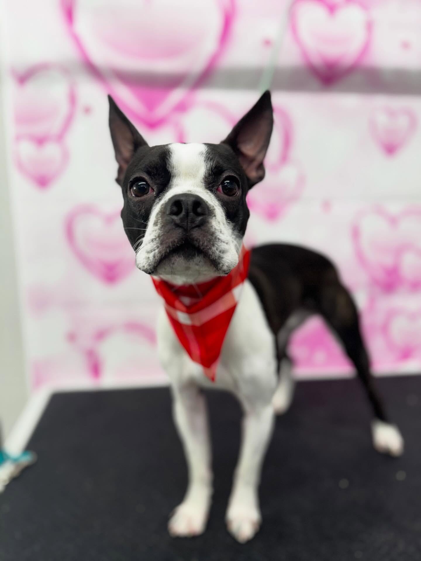 ✨Zeus✨
—————————-
#bostonterrier #doggrooming #dog #ogdenutah #utah
