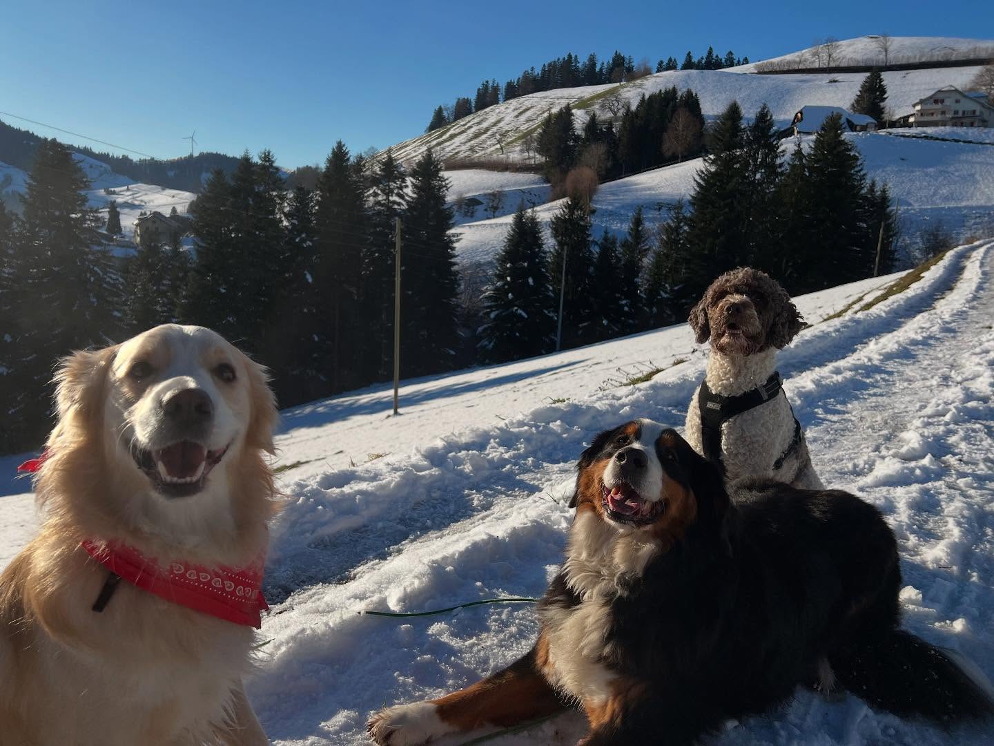 Winterspaziergang mit Freunden 🐶❄️