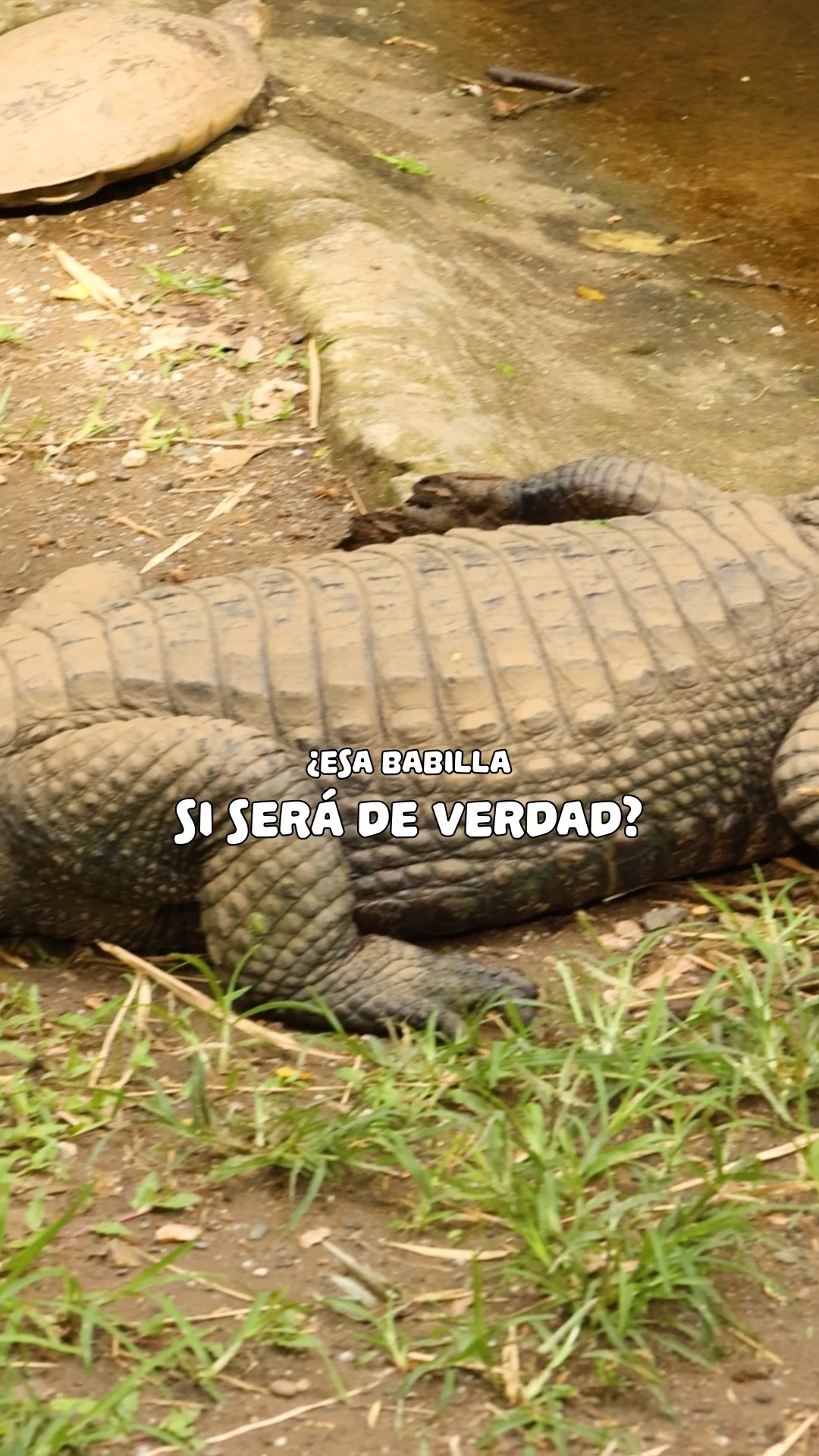 ¿Y tú? ¿Te has hecho las mismas preguntas?
Resuelve todas las dudas que tengas aquí, en el Zoológico de Cali.
Te esperamos💚🌎
📍 Planea tu visita en www.zoologicodecali.com.co
.
.
.
#ZooCali #MuchasHistoriasQueContar #PasiónPorLaVida