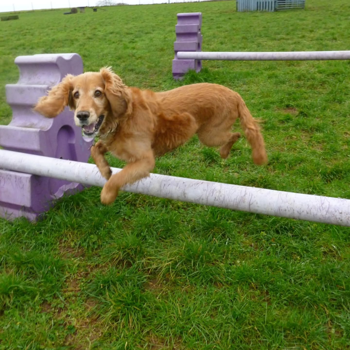 Jumping into February like...
Taken at Wanderlust Walkies, your secure dog walking fields in Littlehempston, Devon.
#WanderlustWalkies
#SecureDogFields
#Littlehempston
#DevonDogs