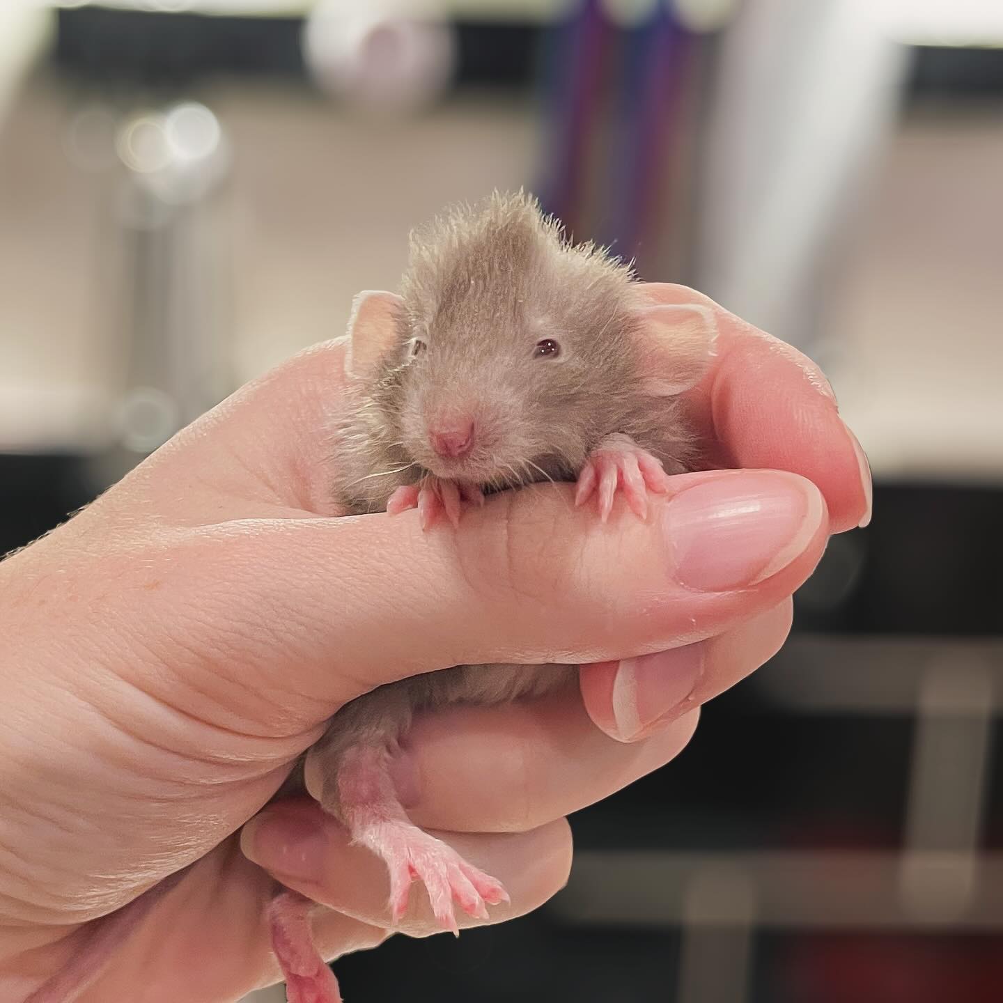 “For what reason do you wake me?”
There are so many genes being pulled out in this line, I’m eager for the next generation so I can outcross to some more stable rats. I am NOT a fan of rainbow litters 🥲
Mink Marten Harley Dumbo buck kit.
My Harley rats WILL NOT be available for another few generations (2025/2026).
.
.
.
#rat #rats #ratsofinstagram #ratsofinsta #petrats #petsofinstagram #dumborat #rodent #ratcommunity #breeder #ratbreeder #rodentsofinstagram #rodentsofig #rattiesofig #rattiesofinsta #ratsofinstagram #rodents #cute #pets #fancyrat #harleyrat