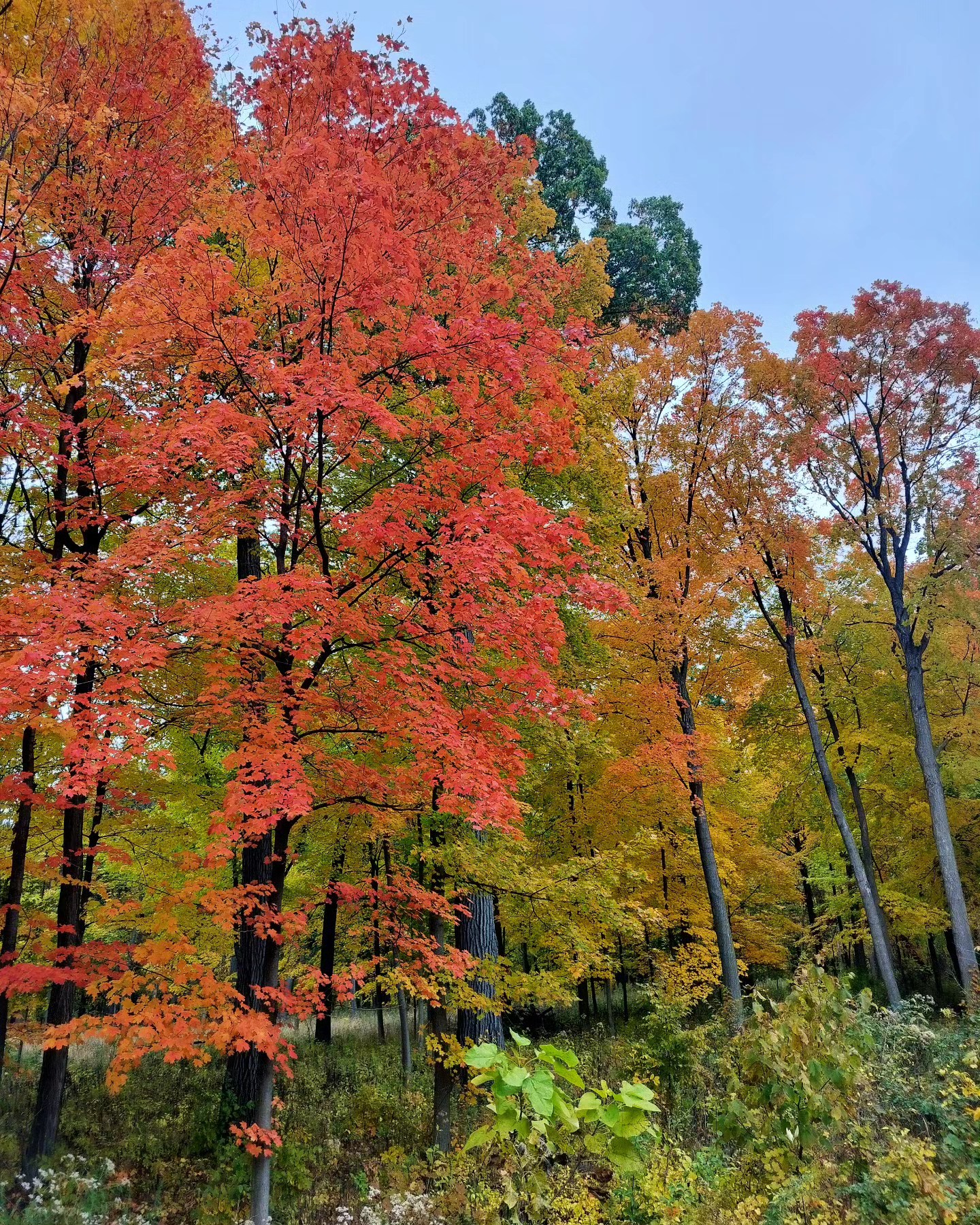 Friday Moment of Zen. Peace y'all.