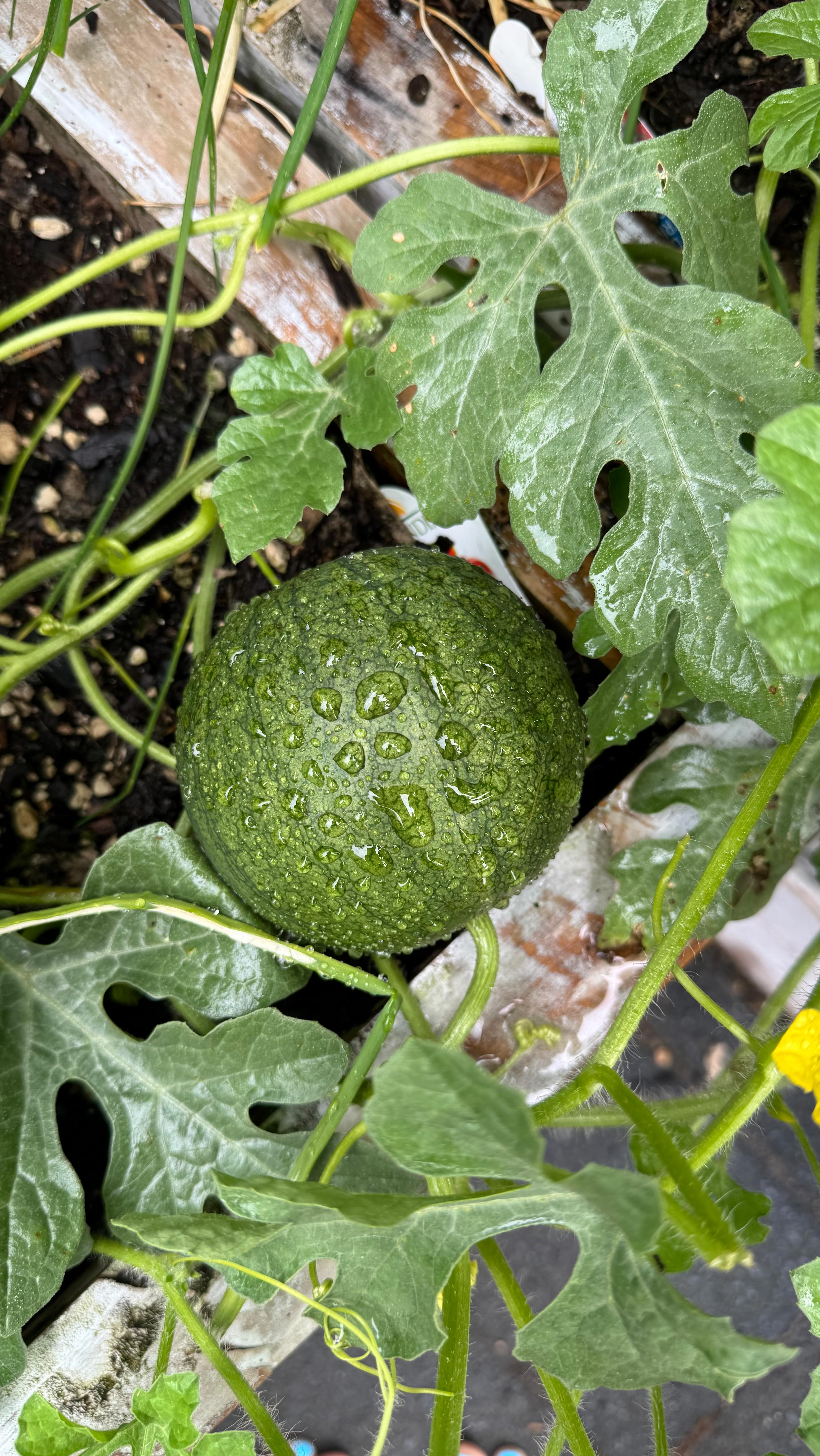 Watermelon update 🍉 it’s a long game…but hopefully worth it. Veggie garden chronicles …2 more to harvest 🫶🏽