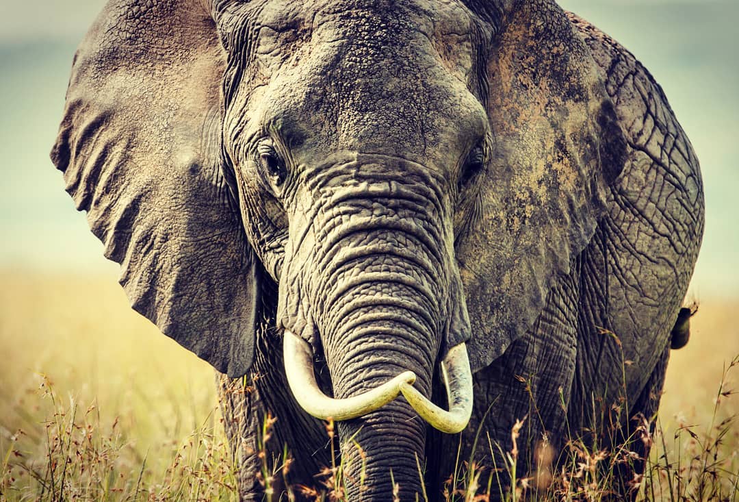 The largest elephant on record was an adult male African elephant. It weighed about 24,000 pounds and was 13 feet tall at the shoulder!