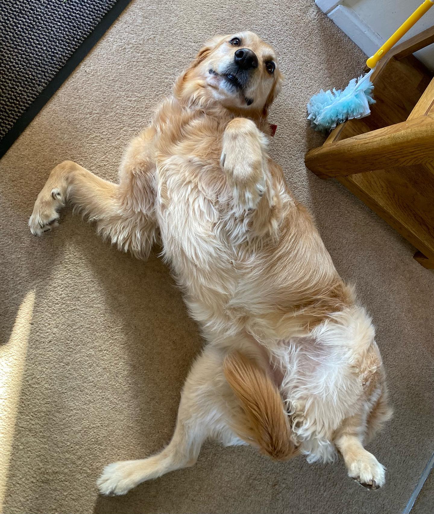 Not all dogs enjoy car rides, this is Millie’s way of saying she’s fine not going for a drive😅.
.
.
.
.
.
.
#dog #dogsofinstagram #goldenretriever #fluffy #cute #retriever #goofy #adorable