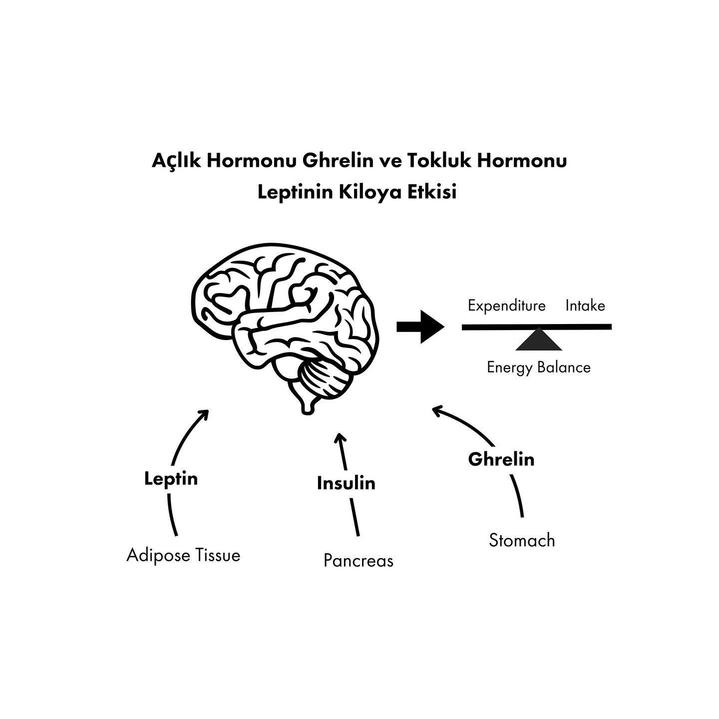 Vücut ağırlığının değişiminde; yağ dokusu, beyin, mide, bağırsak sistemi, karaciğer ve iskelet kası arasında onlarca hormon aracılığıyla çok sayıda mekanizma rol oynuyor. Bu hormonlardan en iyi bilinen ikisi ise açlık hormonu ghrelin ve tokluk hormonu leptin.
Ghrelin, mideden salgılanan bir hormondur ve beynin hipotalamus bölgesine açlık sinyalleri gönderir. Bu hormonun seviyesi, yemek yemeden önce yükselir ve yemek yedikten sonra düşer. Bu nedenle ghrelin, iştahı artırıcı bir etkiye sahiptir.
Leptin ise yağ dokusu tarafından salgılanır ve tokluk hissini düzenler. Beyne, vücutta yeterli enerji depolandığına dair sinyal gönderir ve iştahı baskılar. Leptin seviyeleri, vücutta depolanan yağ miktarı ile doğrudan ilişkilidir; yağ miktarı arttıkça leptin düzeyi de artar.
Bu iki hormon, enerji dengesi ve vücut ağırlığının düzenlenmesinde birlikte çalışır. Ancak obezite gibi durumlarda leptin direnci gelişebilir; bu durumda, yüksek leptin seviyelerine rağmen beyin tokluk sinyalini algılayamaz ve iştah artışı devam eder. Bu tür durumlar enerji dengesinin bozulmasına ve kilo artışına neden olabilir.