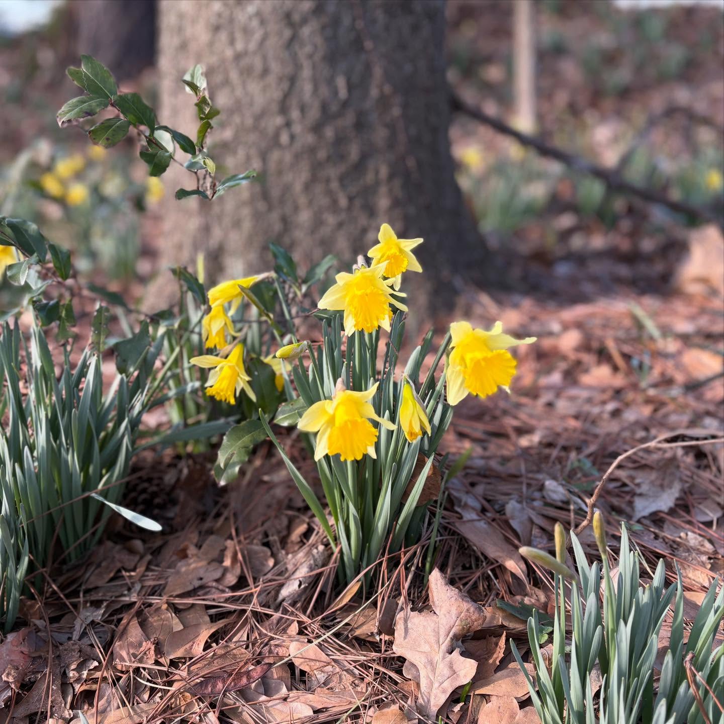 Spring is arriving here in Atlanta! So nice to see the flowers returning.